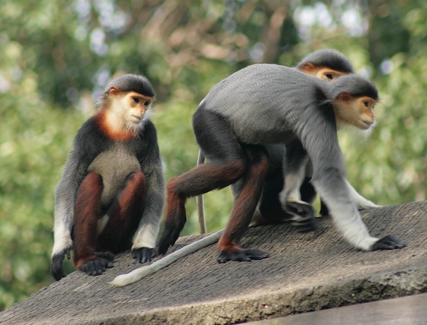 Douc langurs
