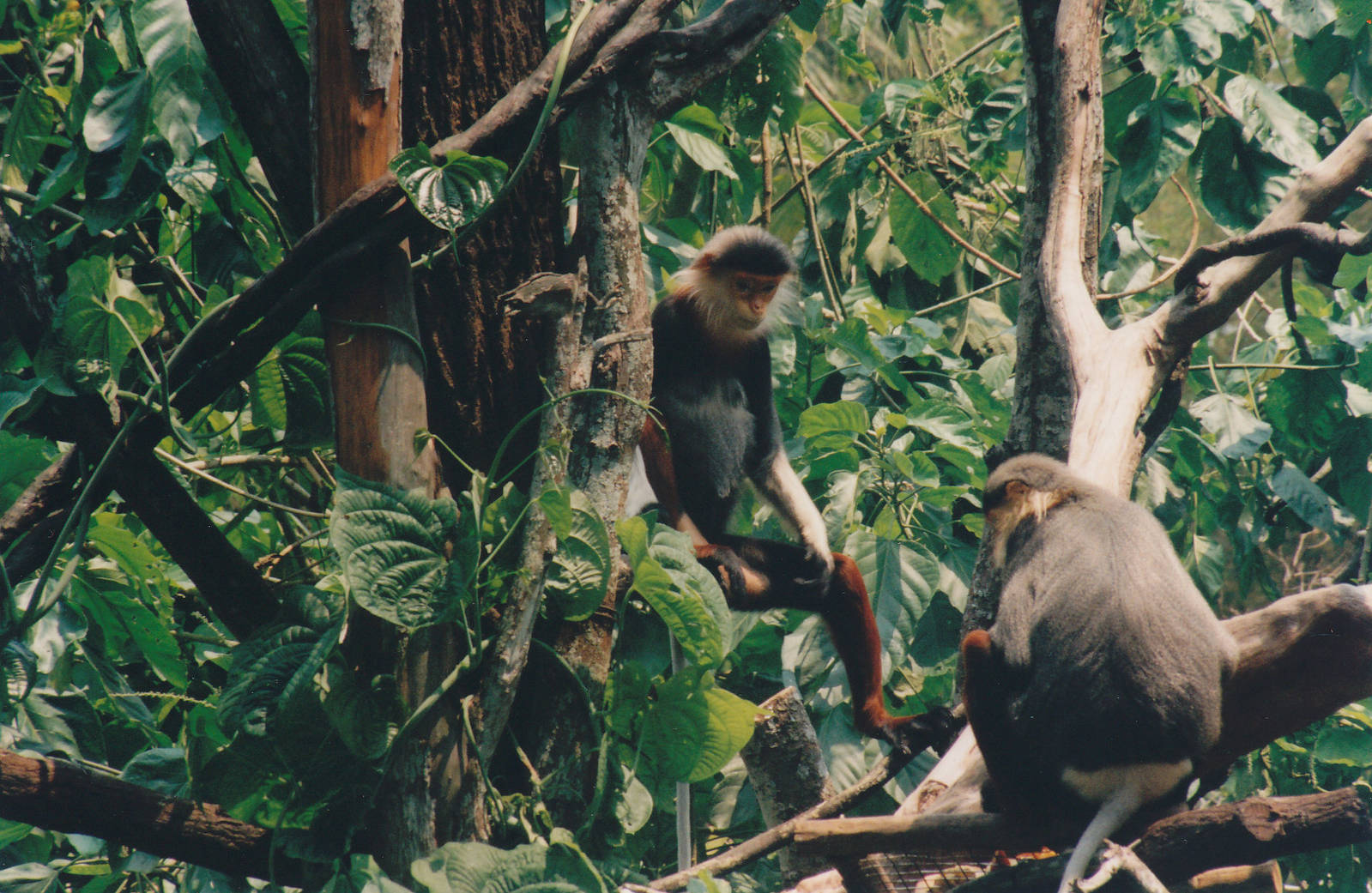 douc langurs