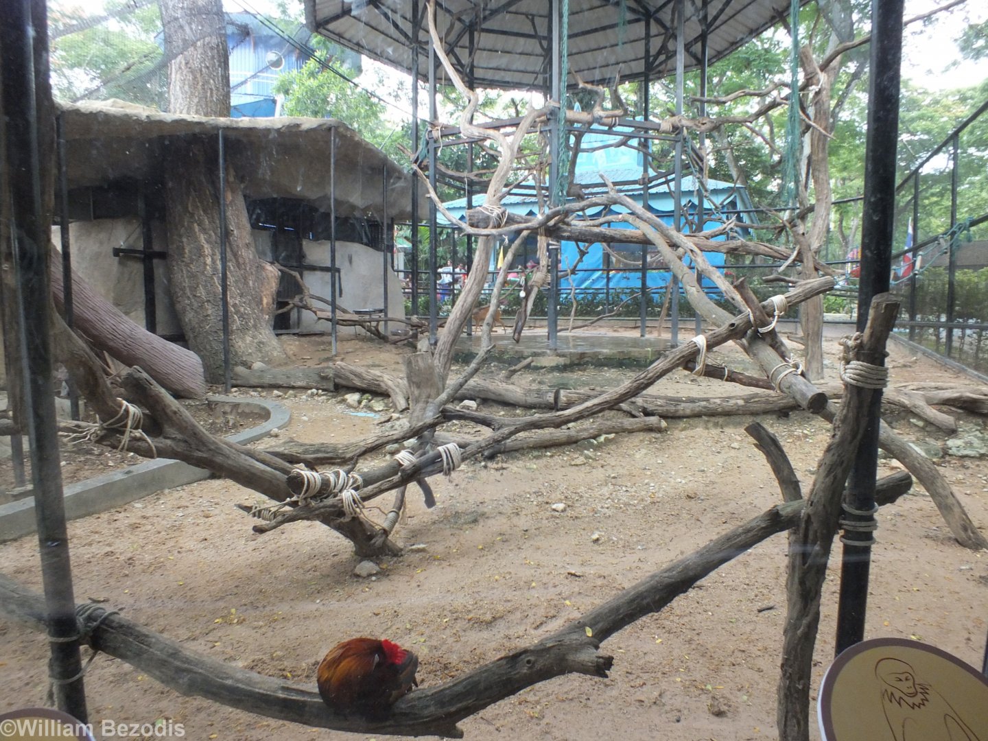 Douc, Muntjac, Junglefowl and Pheasant Enclosure