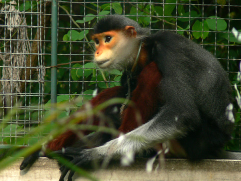 douc of Nanning Zoo
