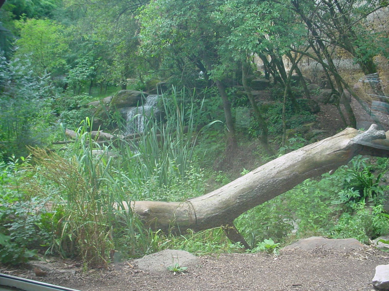 Doue July 06 Leopard 11