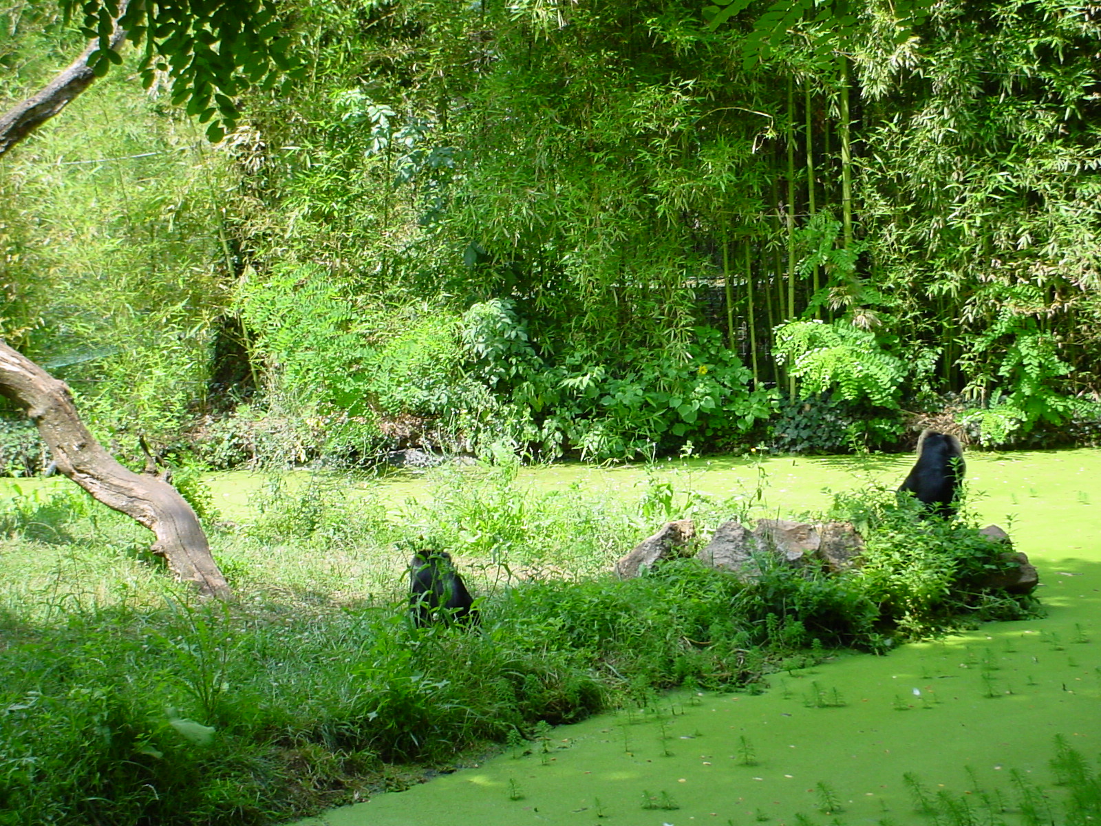 Doue July 06 Lion tailed macaques