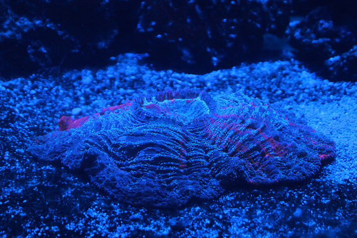 Doughnout coral (Cynarina lacrymalis)