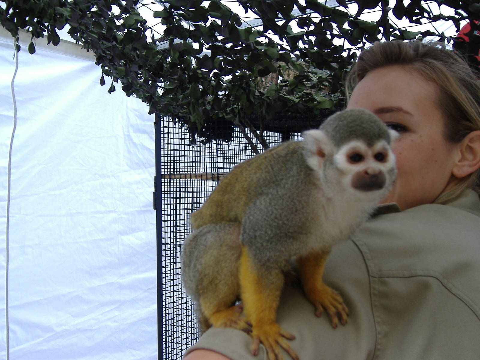 Dougie the squirrel monkey supplied by Amazing Animals for Jungle Animal Ro