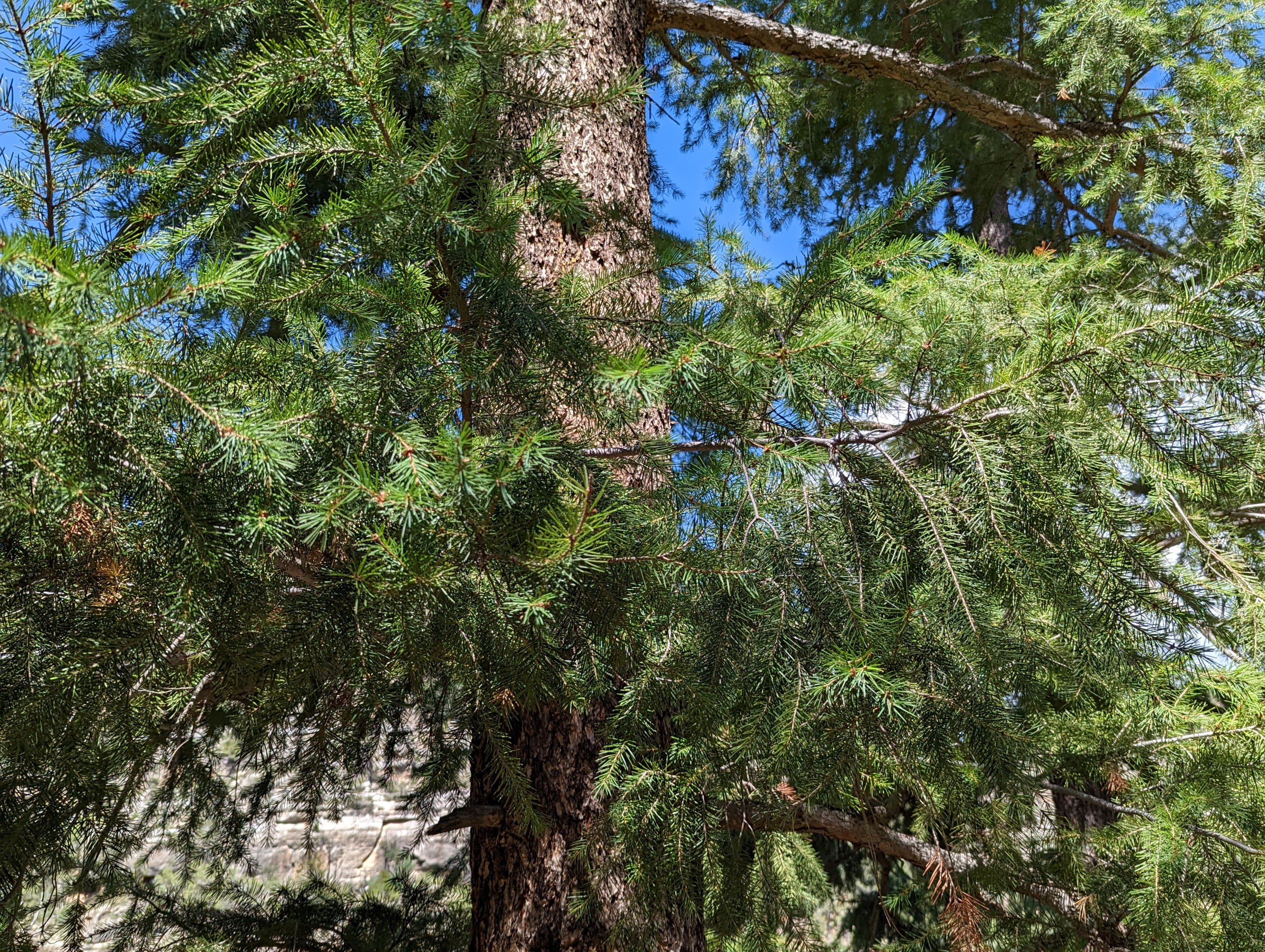 Douglas fir (Pseudotsuga menziesii)