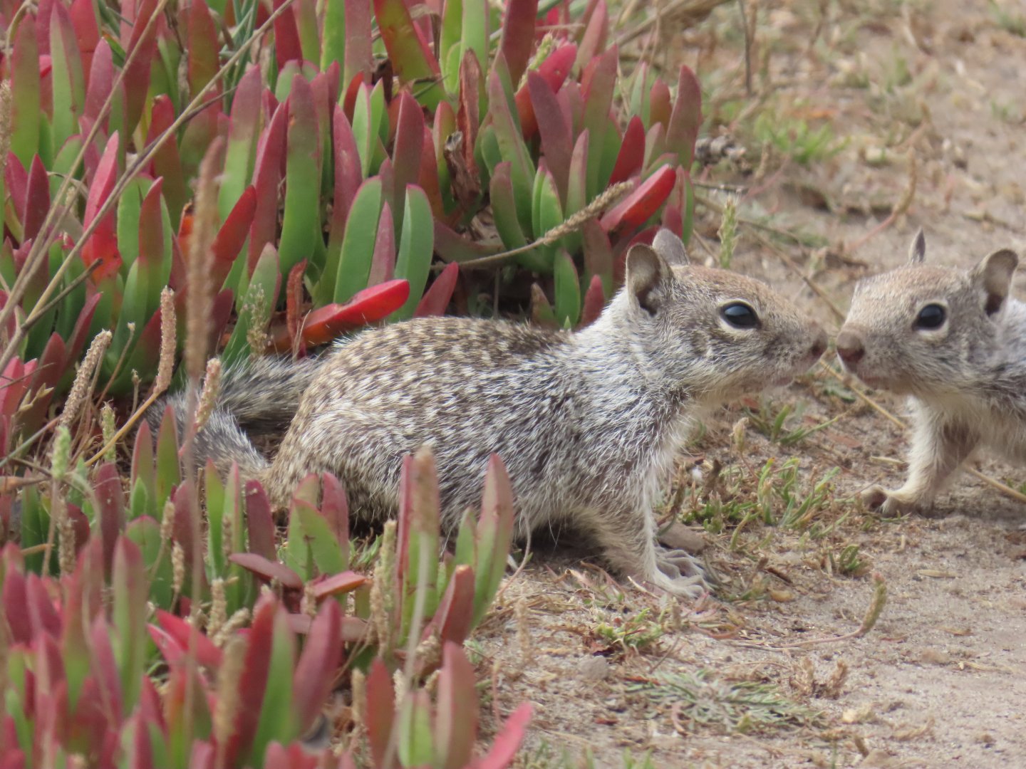 Douglas’ Ground Squirrel (Otospermophilus douglasii)