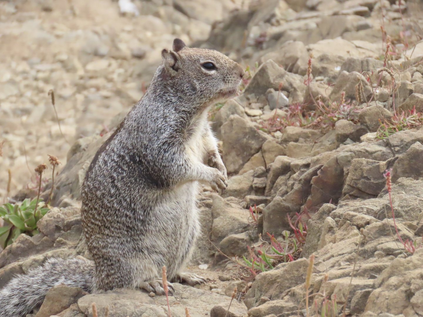 Douglas’ Ground Squirrel (Otospermophilus douglasii)