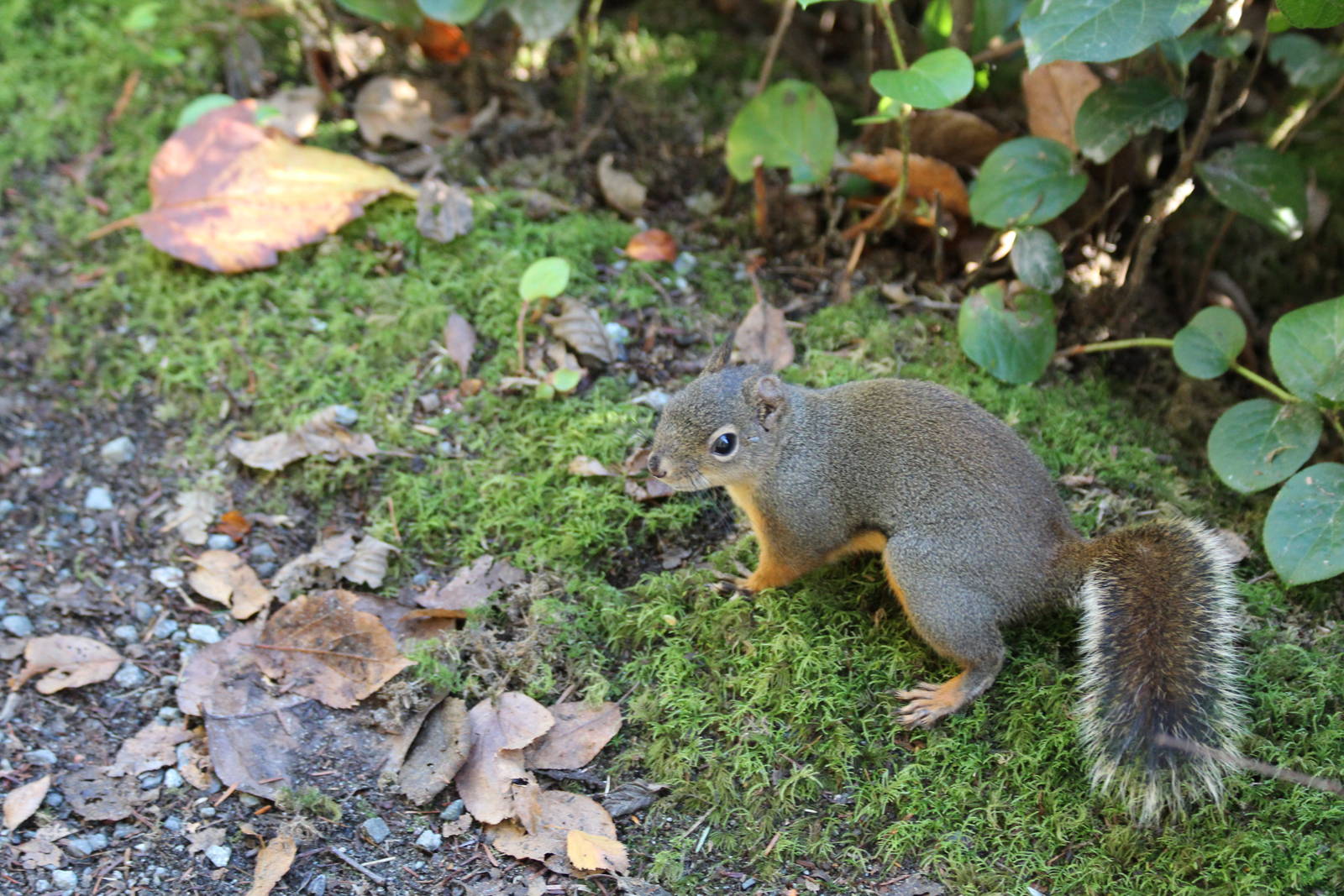 Douglas Squirrel - Nov 2014