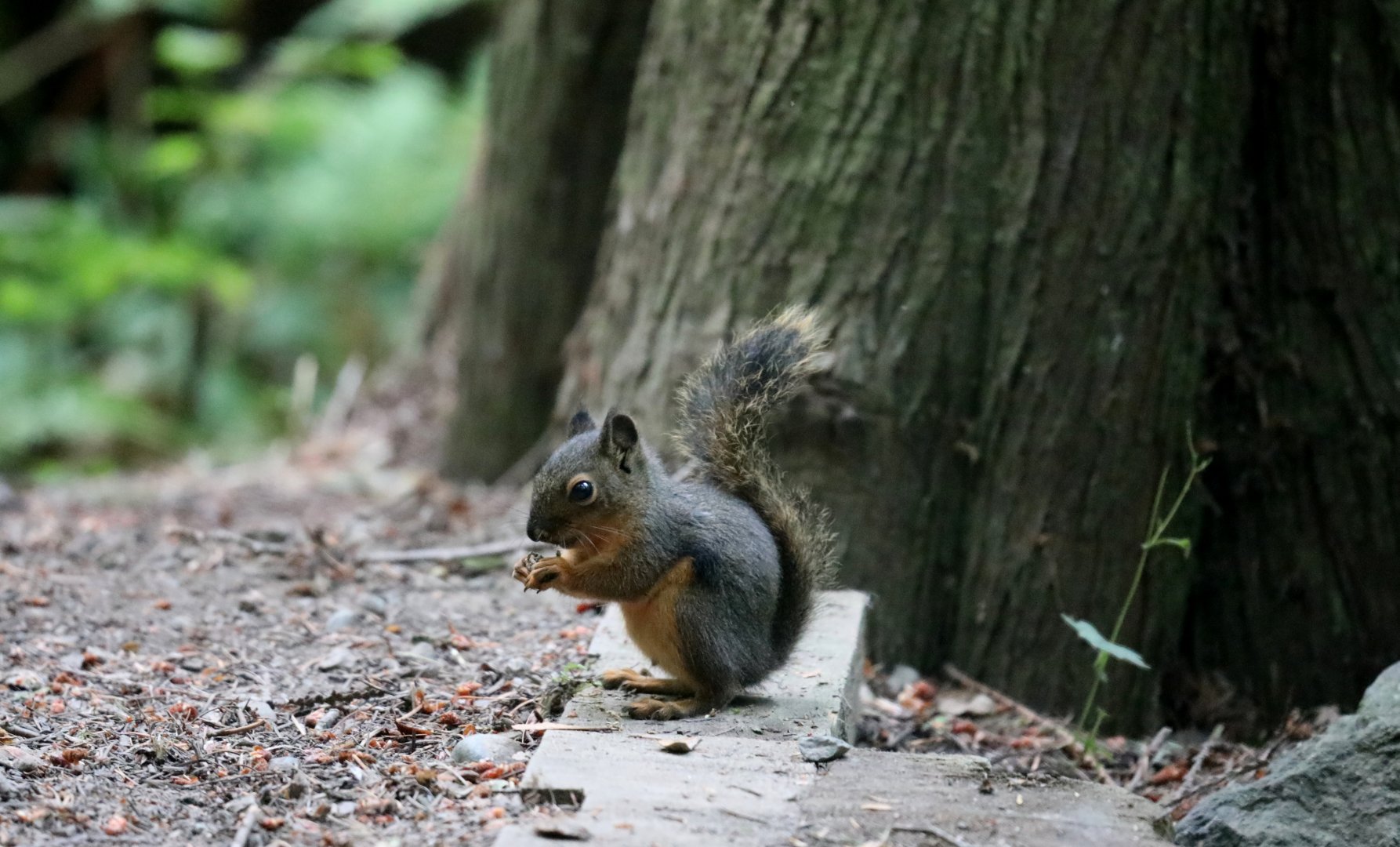 Douglas squirrel (Tamiasciurus douglasii)