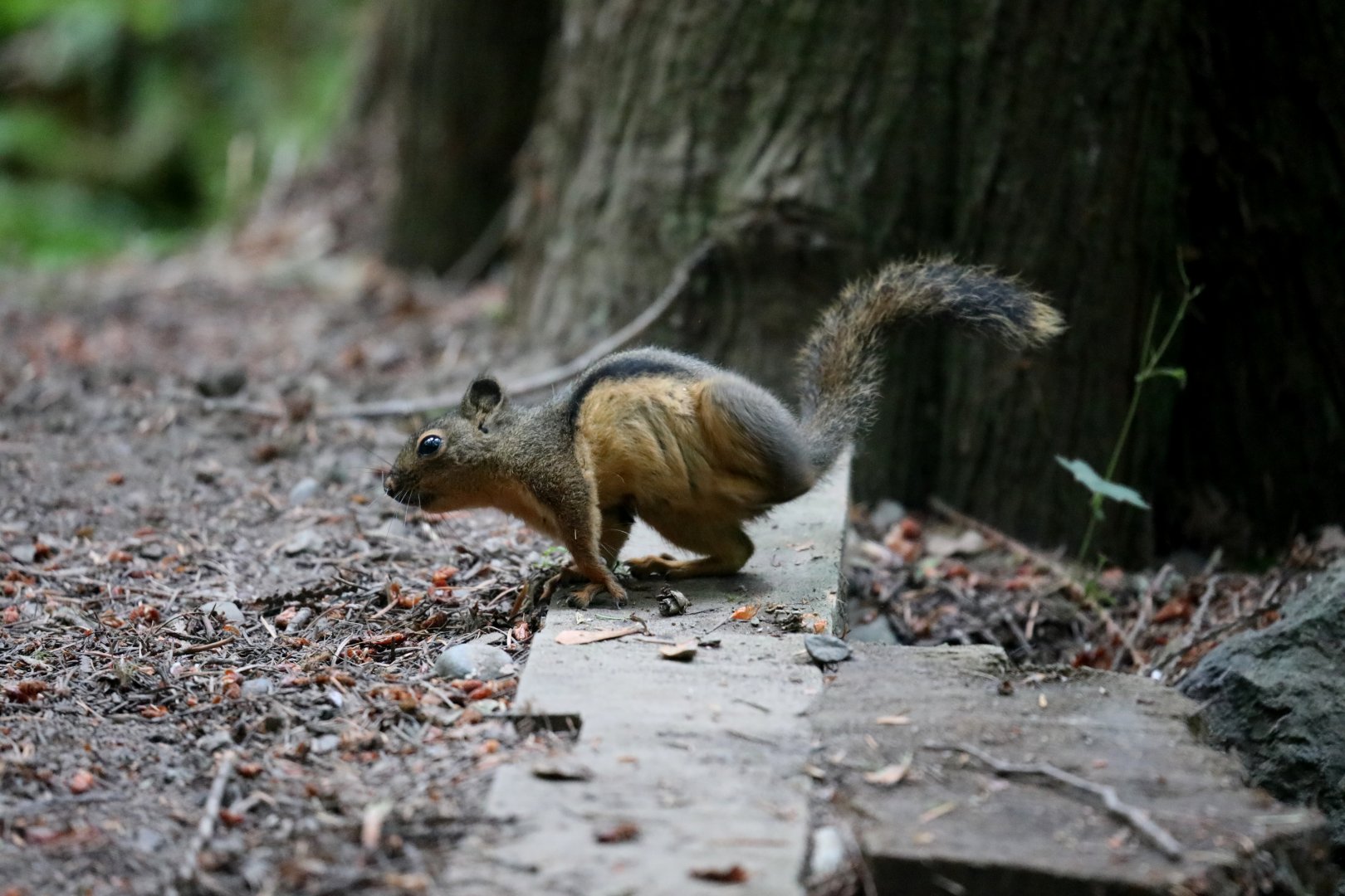 Douglas squirrel (Tamiasciurus douglasii)