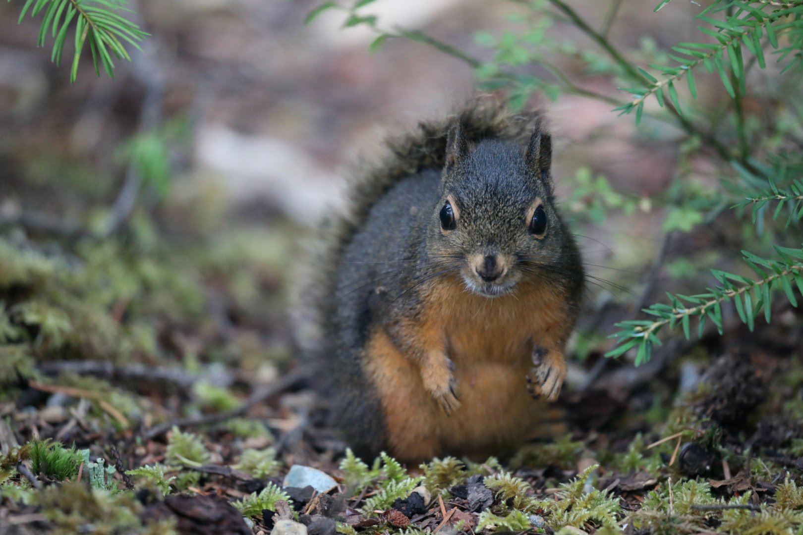 Douglas squirrel (Tamiasciurus douglasii)