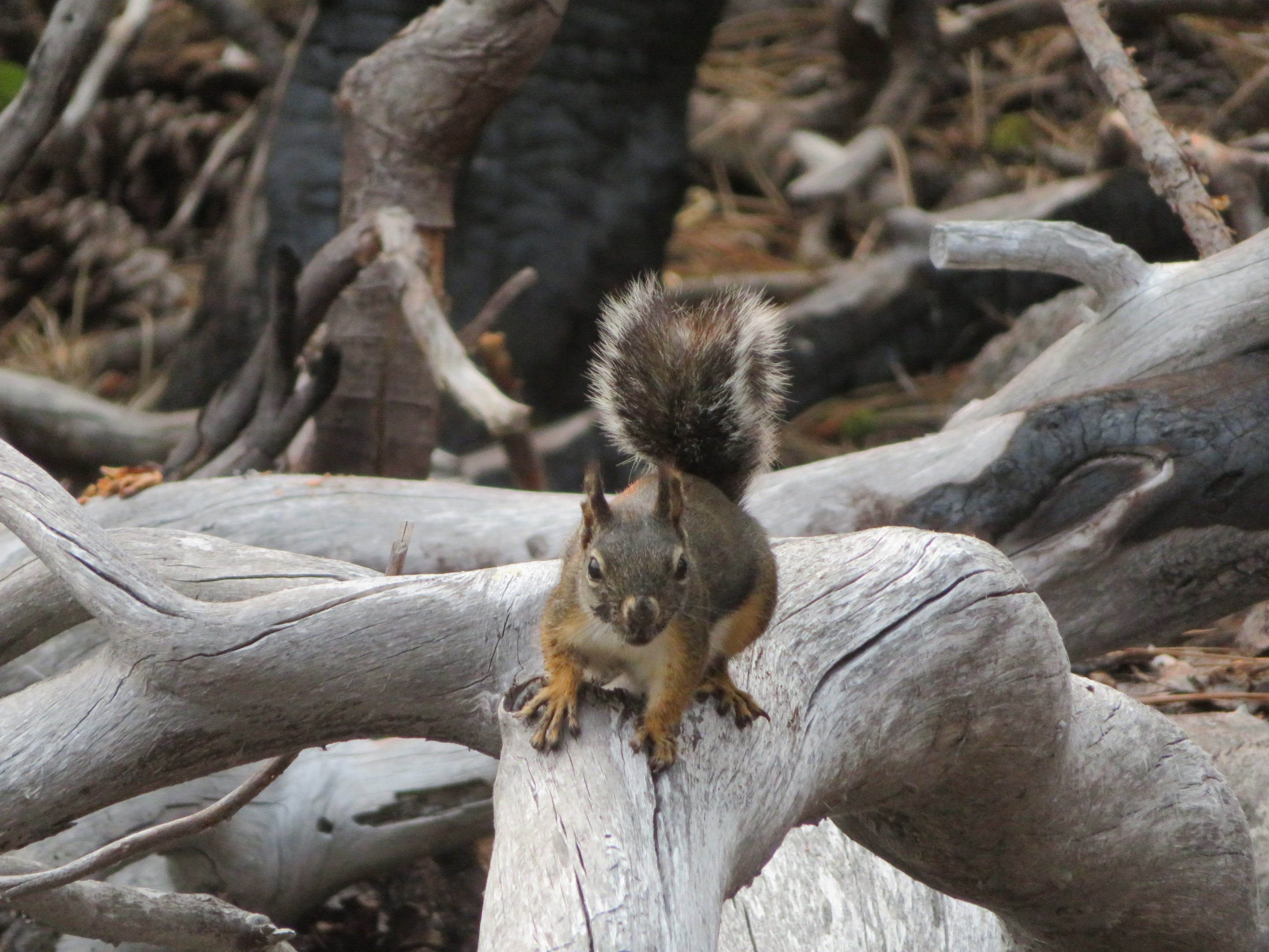 Douglas Squirrel