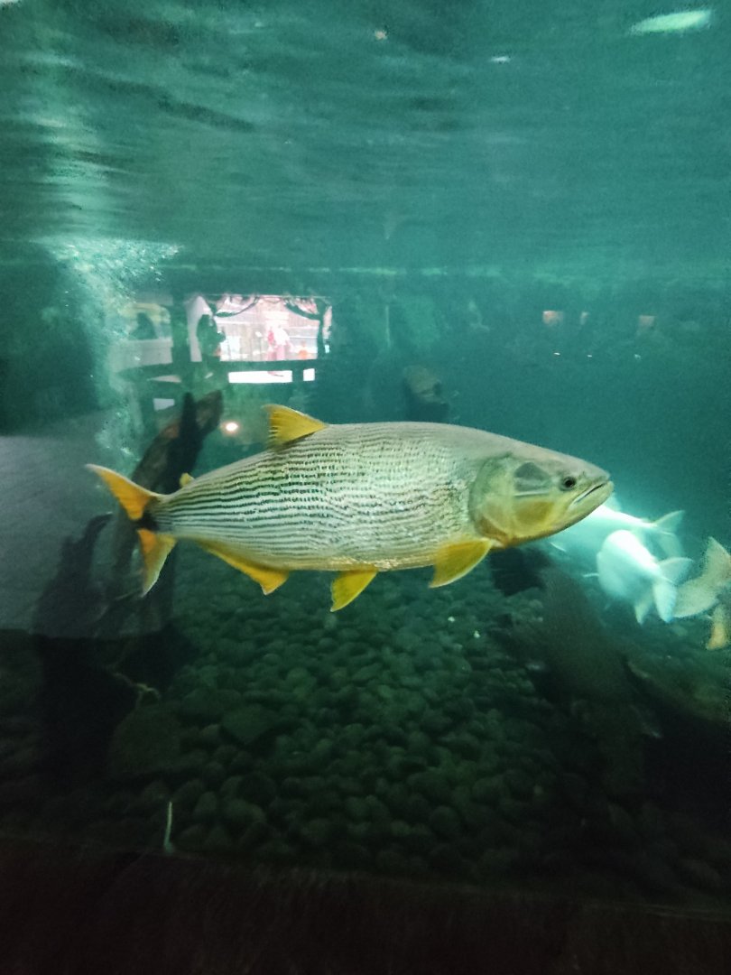 Dourado (Salminus brasiliensis)