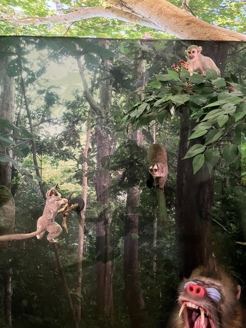 Douricoulli, squirrel monkey and Senegal bushbaby 1.8.25