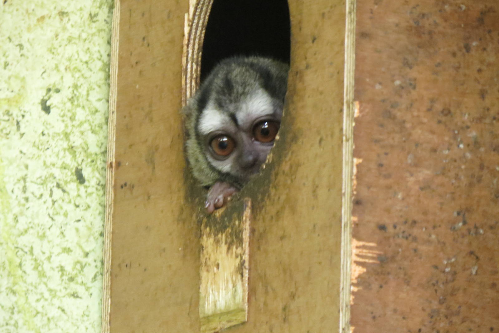 Douroucouli 240815