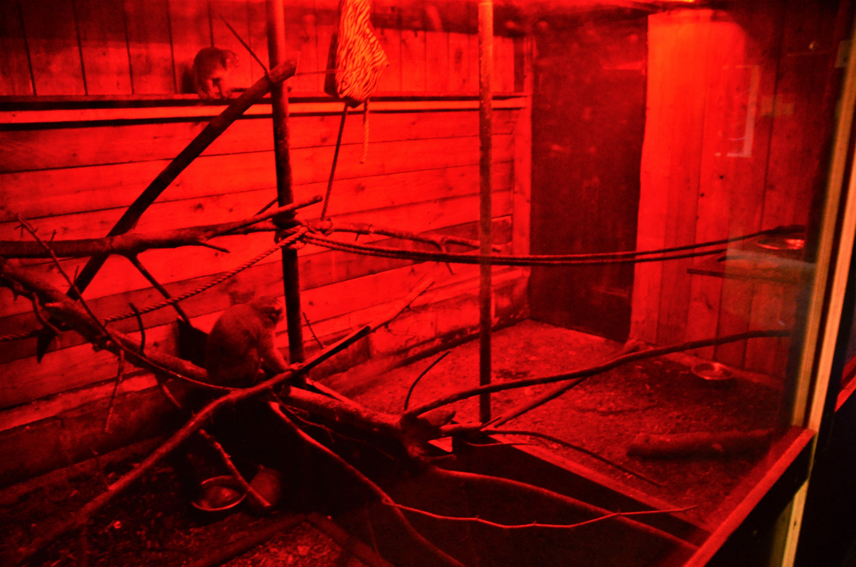 Douroucouli and Armadillo Enclosure in the Vivarium at Spaycific'Zoo, 13/06/18