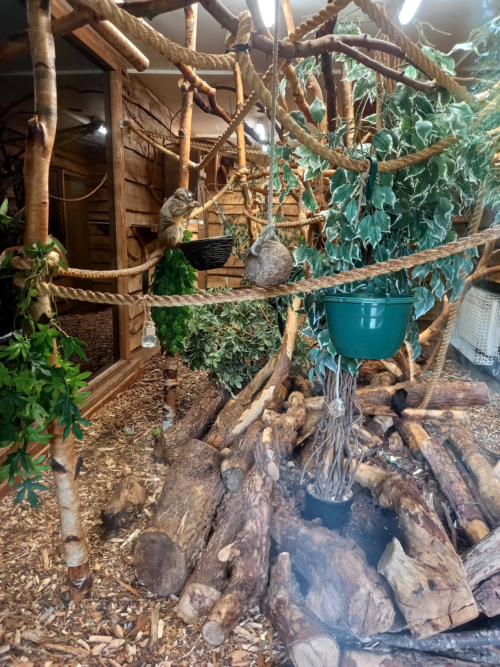 Douroucouli and Goeldi's Monkey in daylight