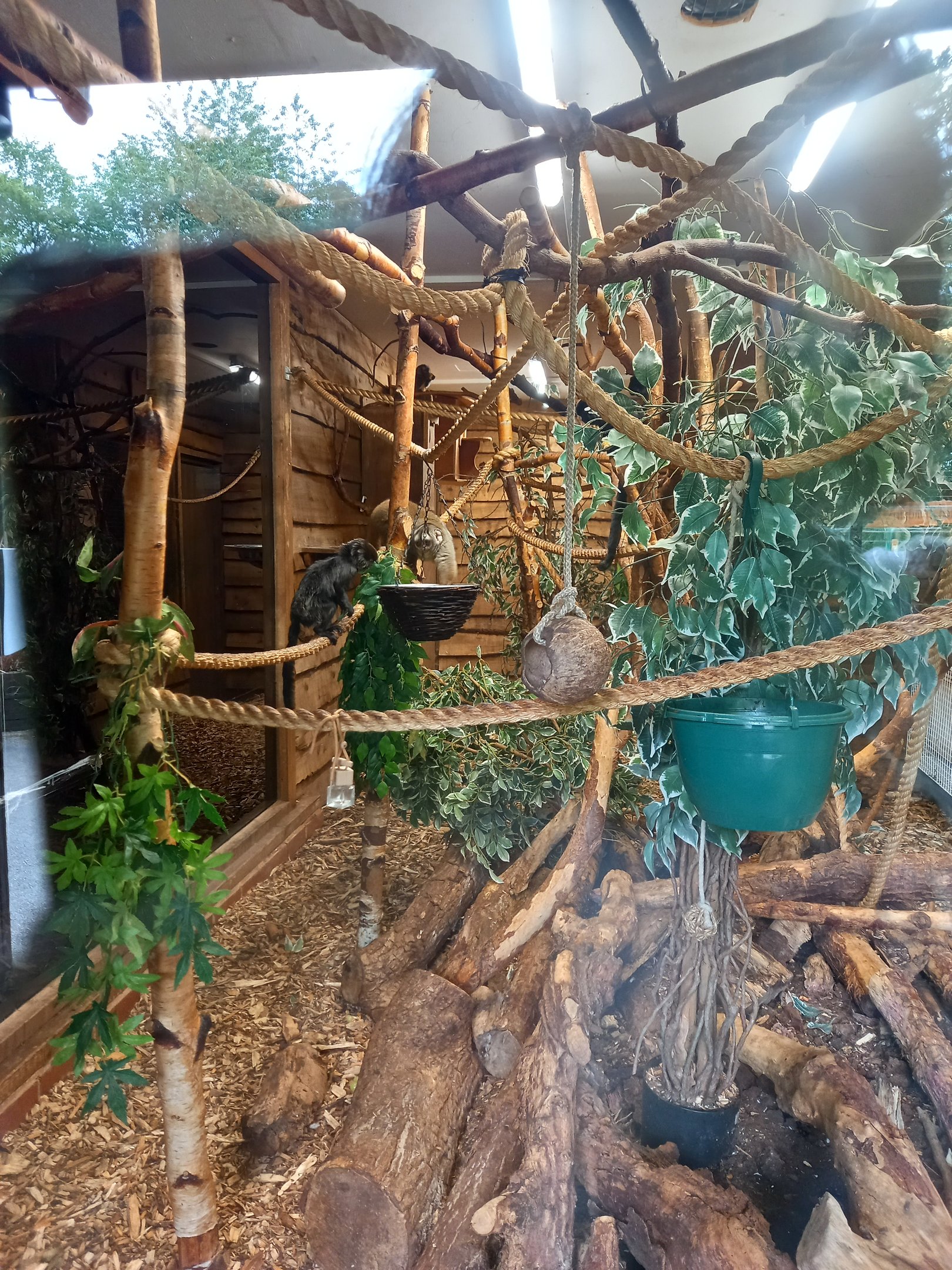 Douroucouli and Goeldi's Monkey in daylight