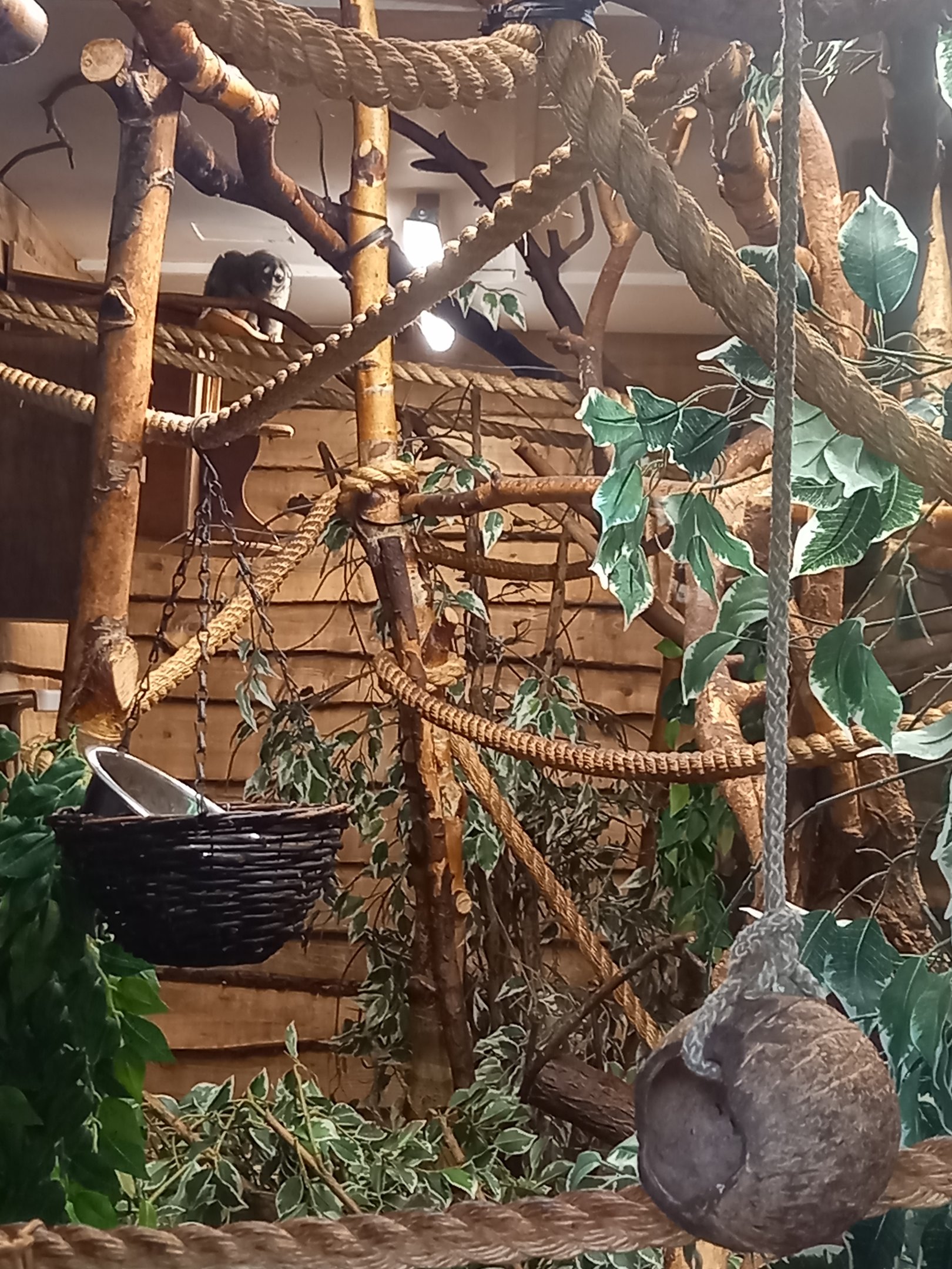 Douroucouli and Goeldi's Monkey in daylight