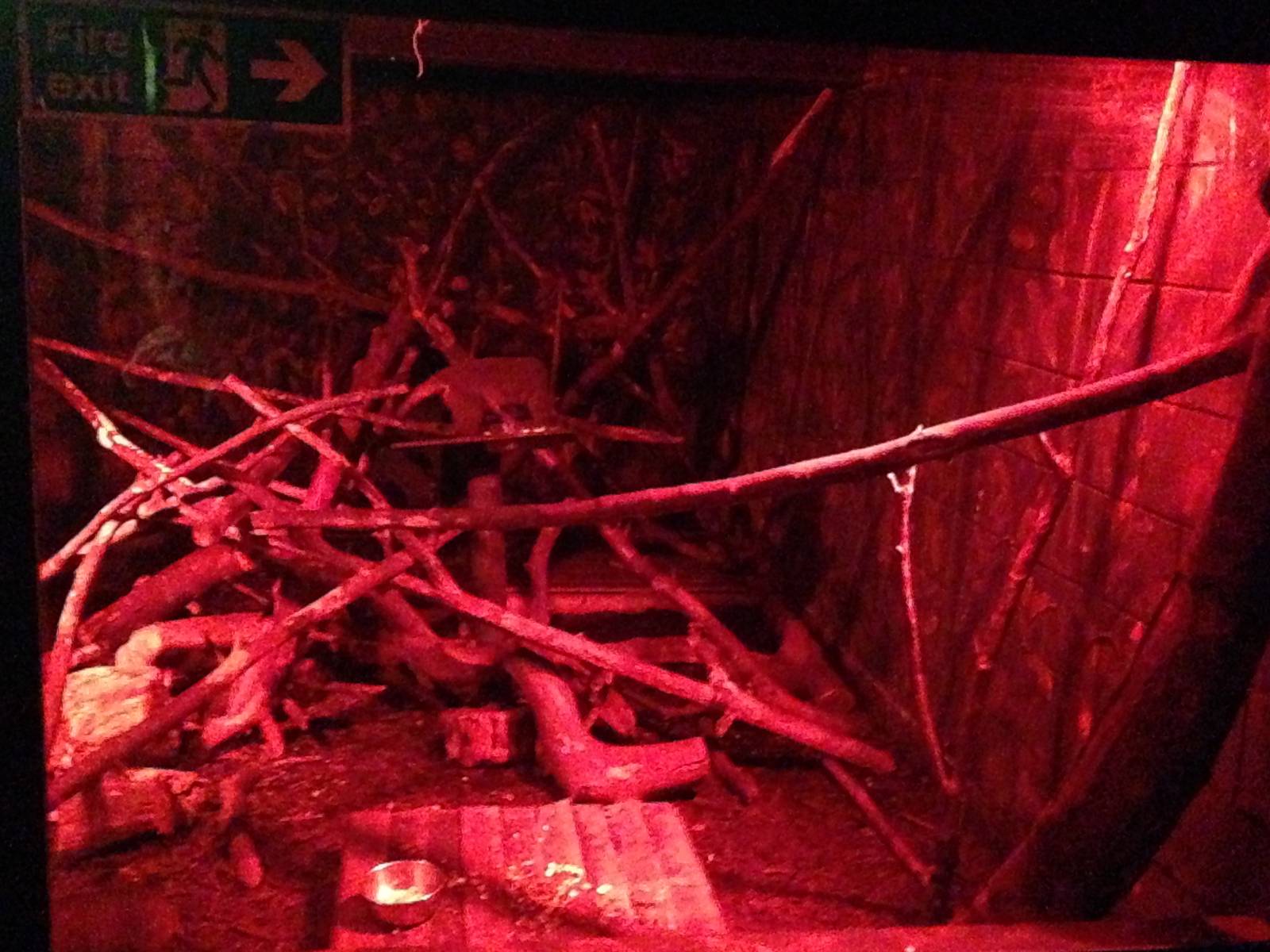 Douroucouli / Armadillo Exhibit at Tropical World - 02/10/2013