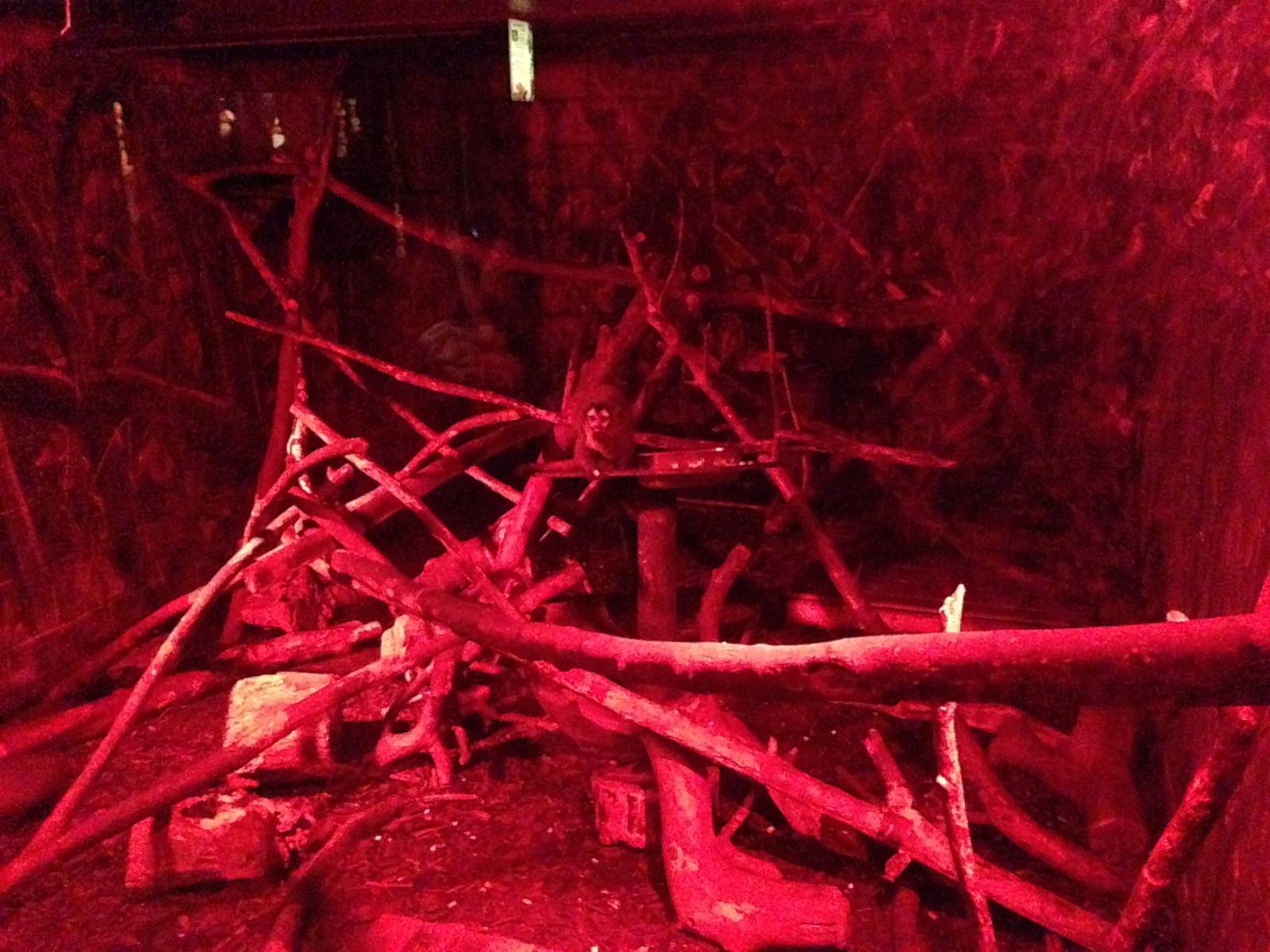 Douroucouli / Armadillo Exhibit at Tropical World - 02/10/2013