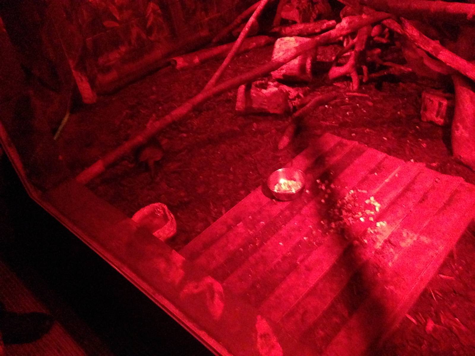 Douroucouli / Armadillo Exhibit at Tropical World - 02/10/2013