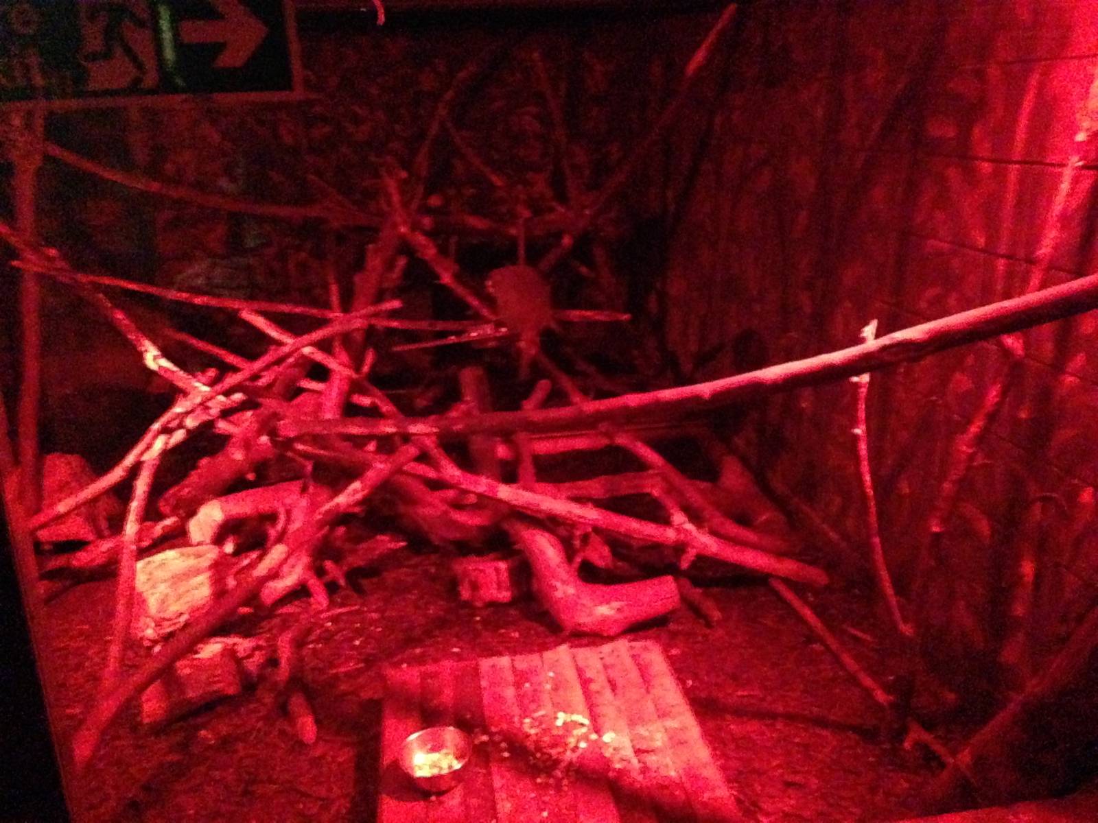 Douroucouli / Armadillo Exhibit at Tropical World - 02/10/2013