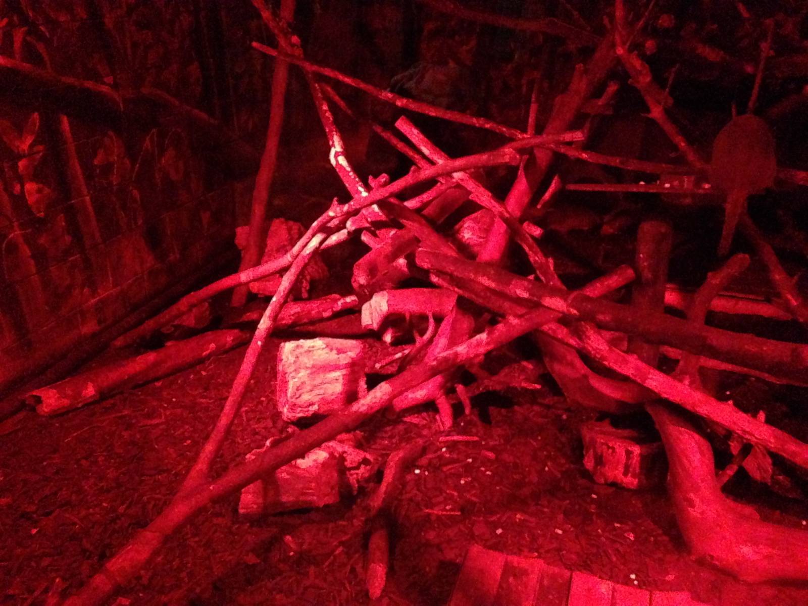 Douroucouli / Armadillo Exhibit at Tropical World - 02/10/2013