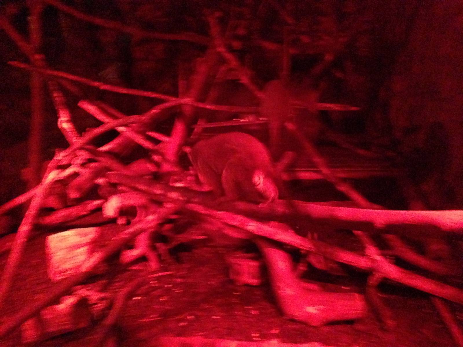Douroucouli / Armadillo Exhibit at Tropical World - 02/10/2013
