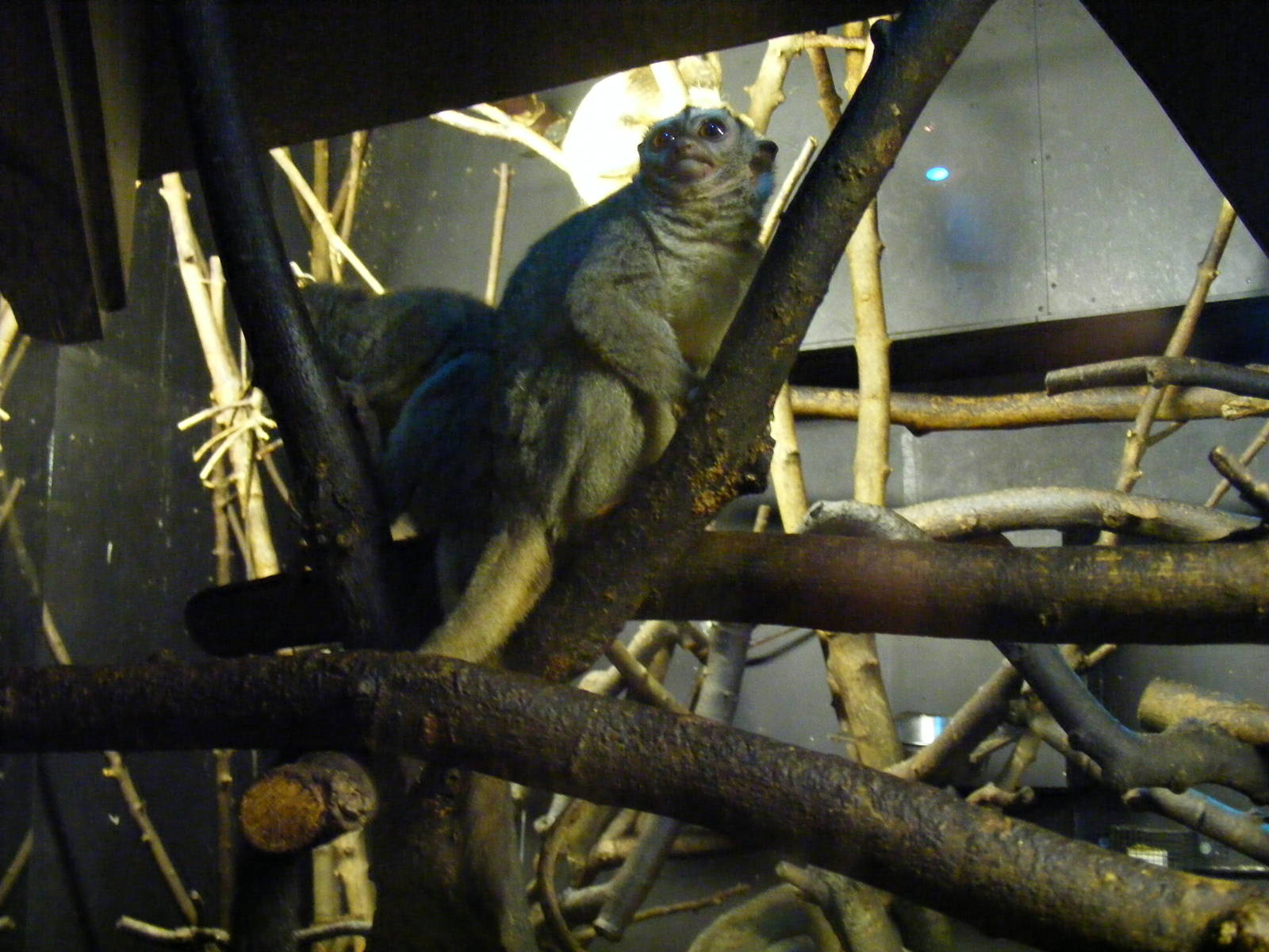 Douroucouli at Bristol Zoo, 1 August 2010