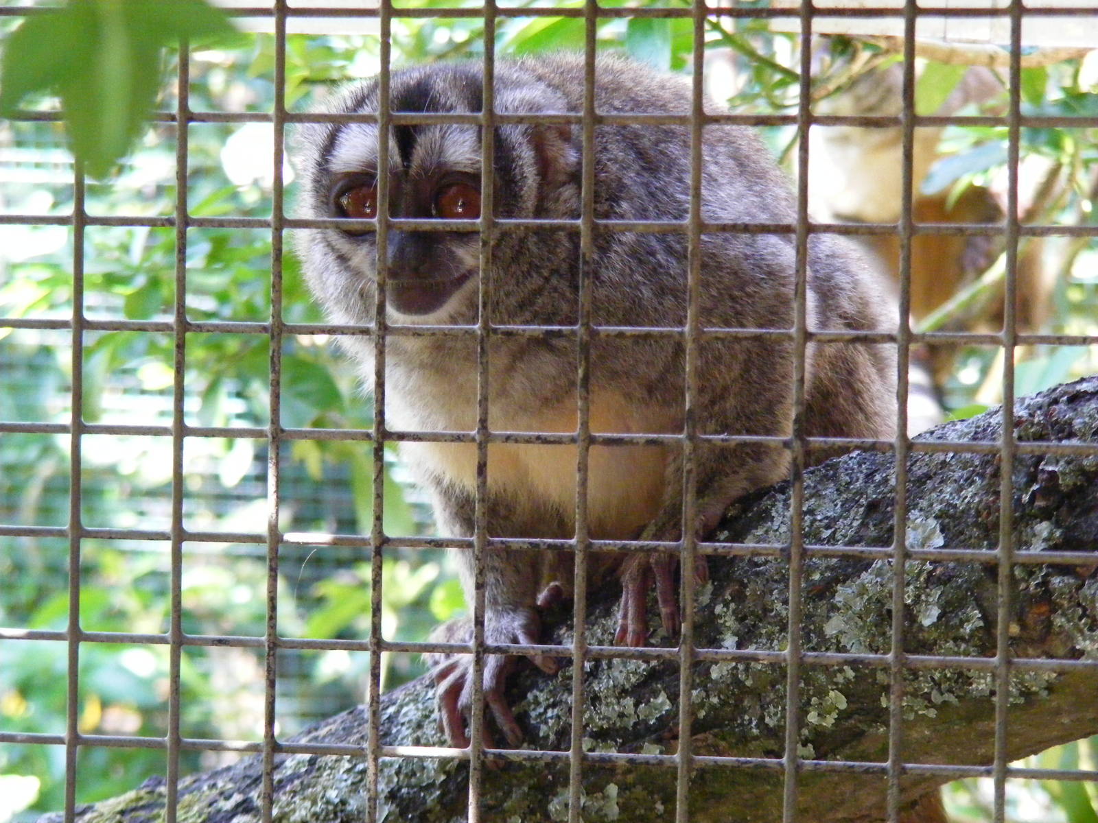 Douroucouli at Marwell Wildlife, 27 June 2010