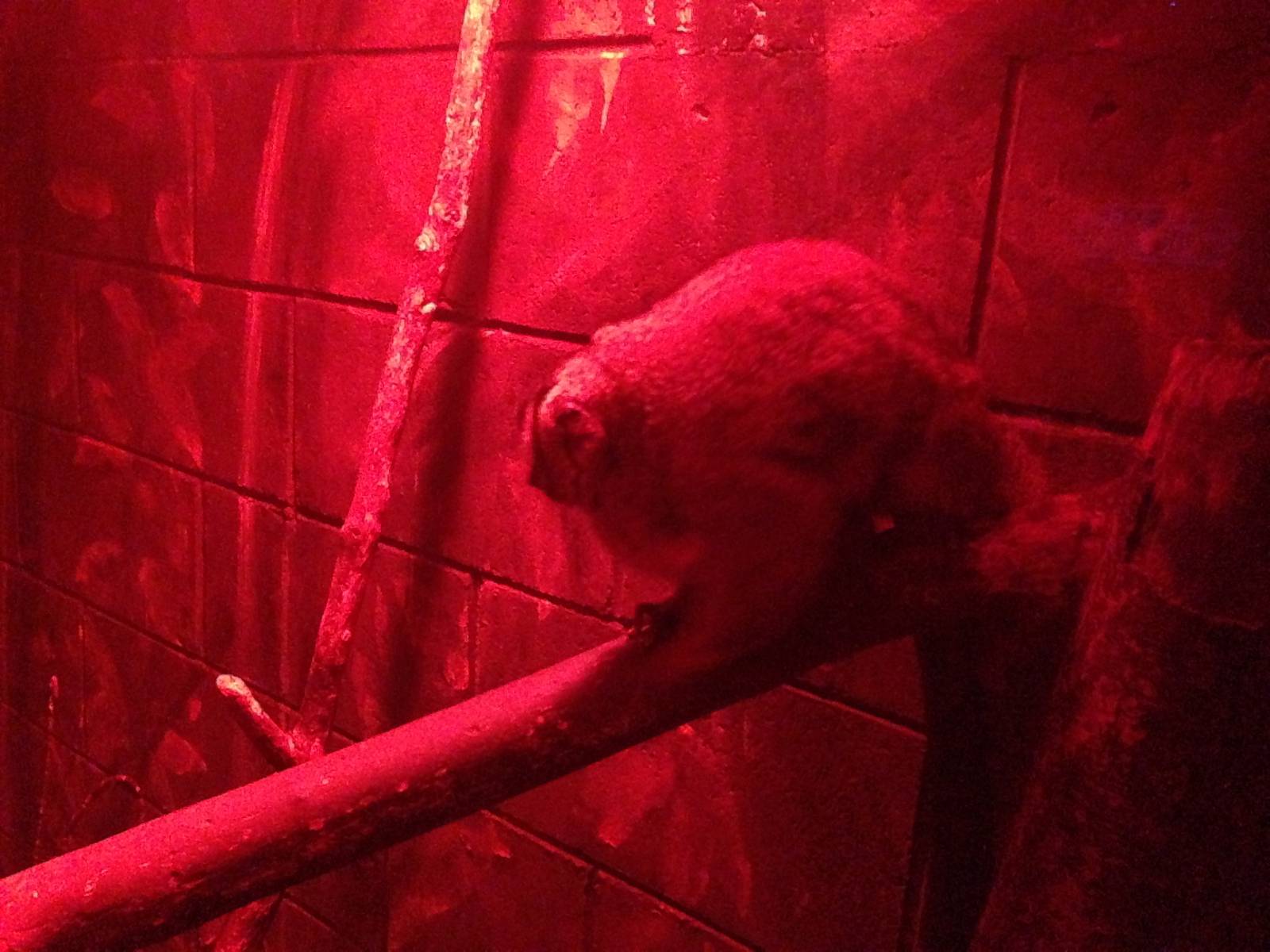 Douroucouli at Tropical World - 02/10/2013