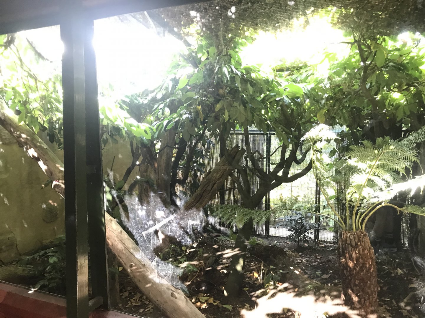 Douroucouli enclosure