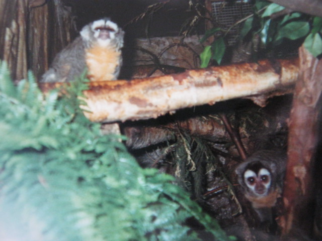 Douroucouli in the Clore 1990.