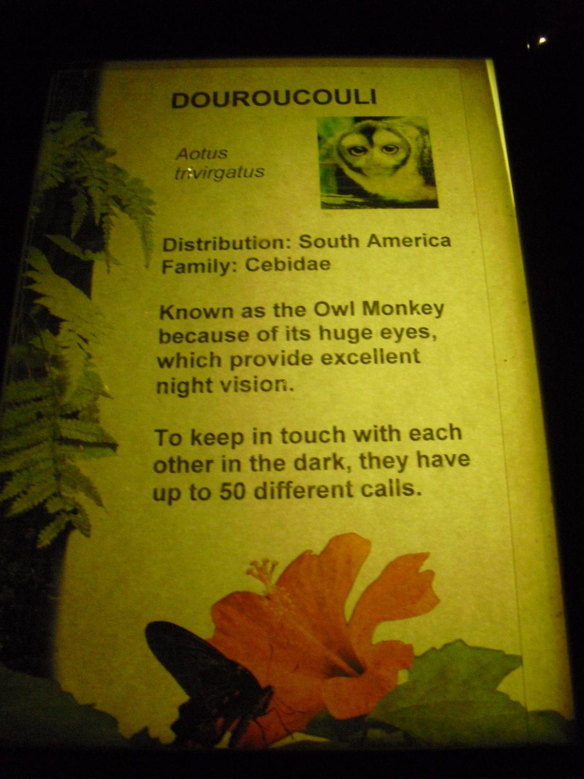 Douroucouli/Night Monkey Signage - 12/10/2011