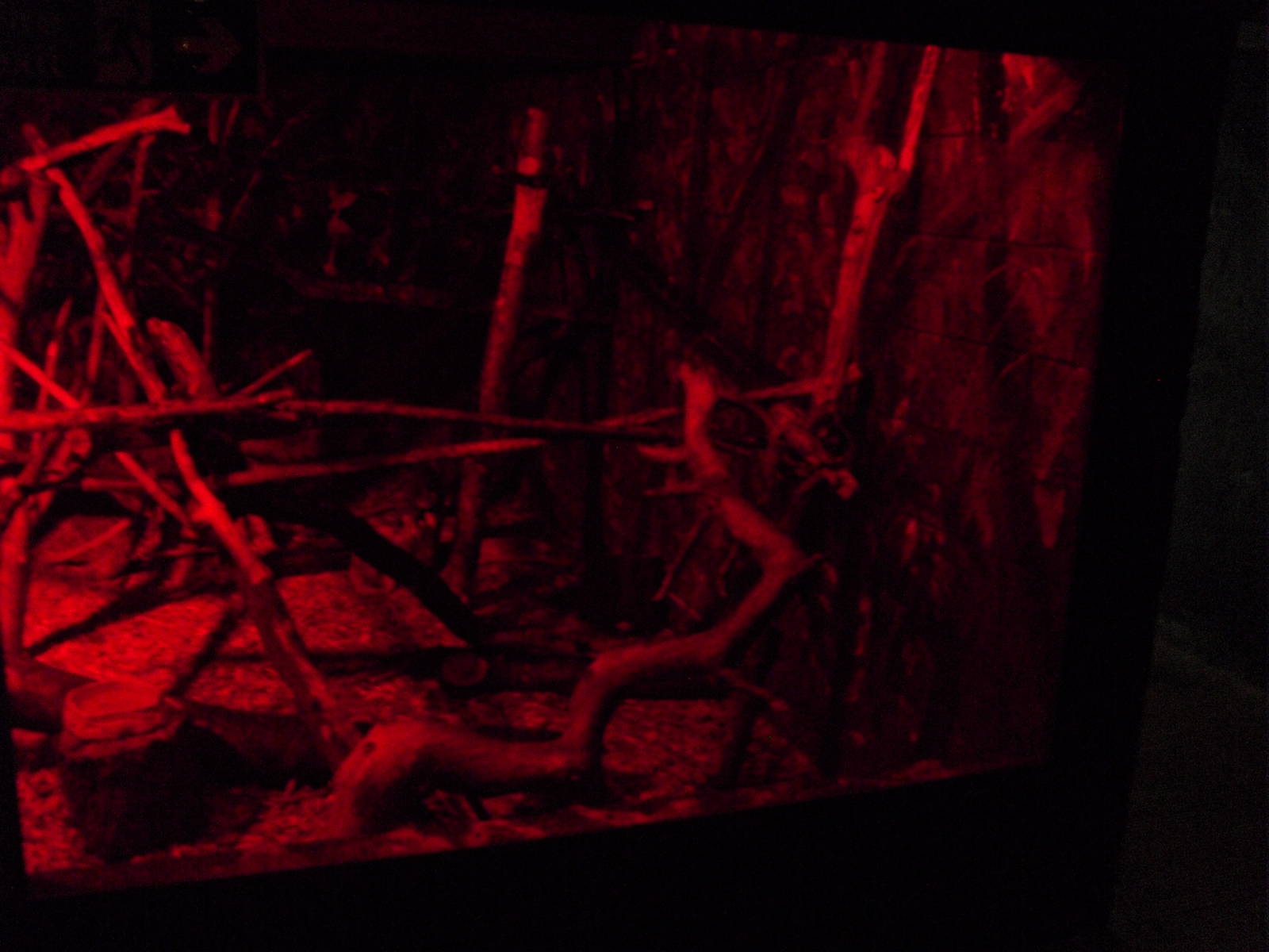 Douroucouli/Owl Monkey Exhibit  - 12/10/2011