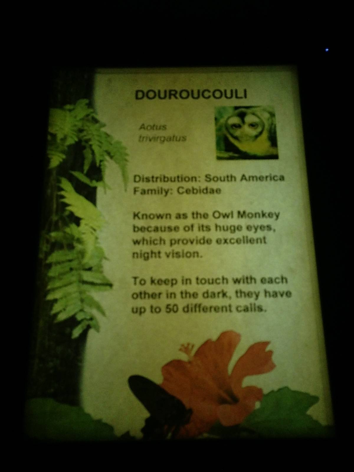 Douroucouli Signage at Tropical World - 02/10/2013