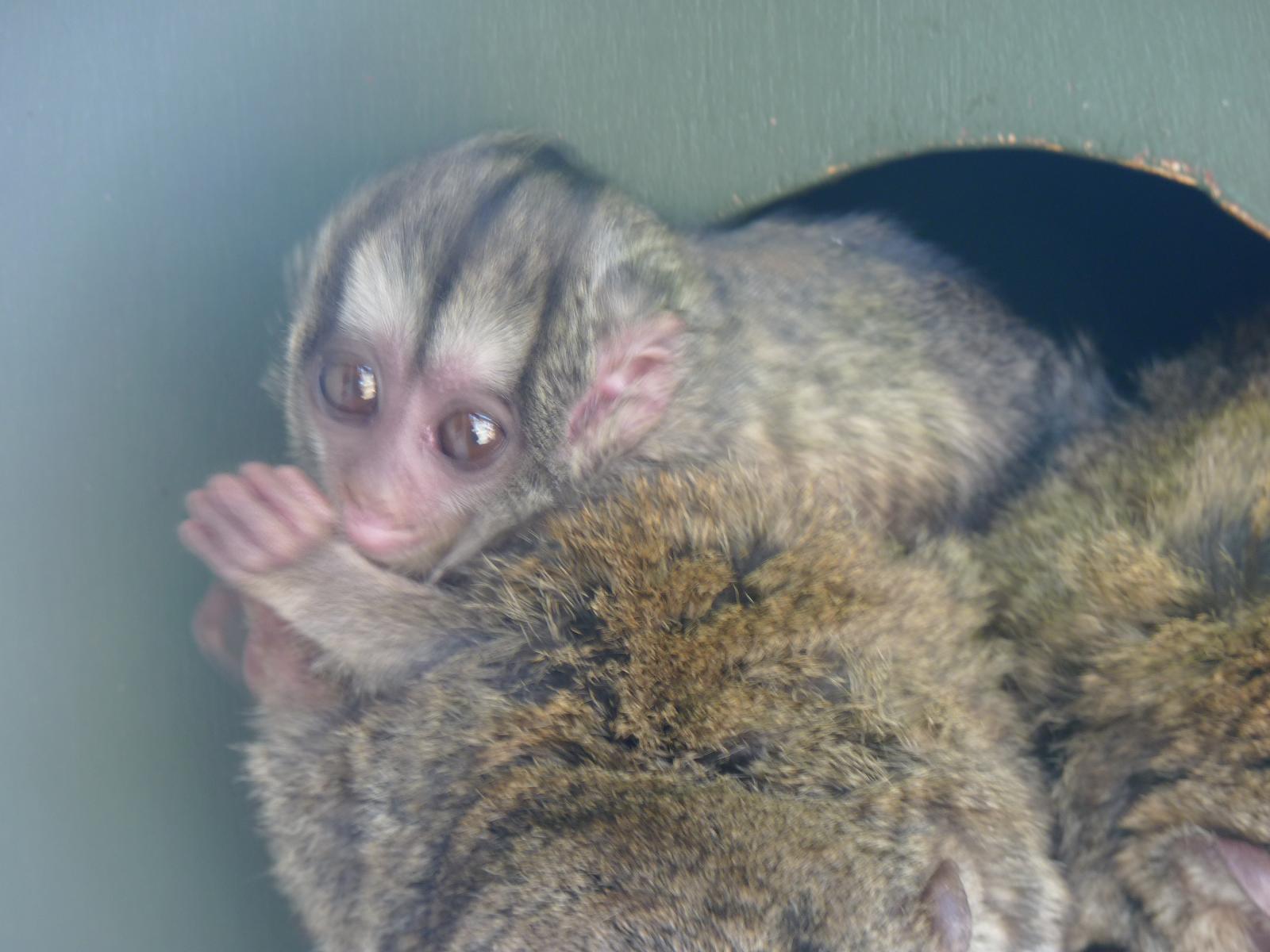 Douroucouli Youngster