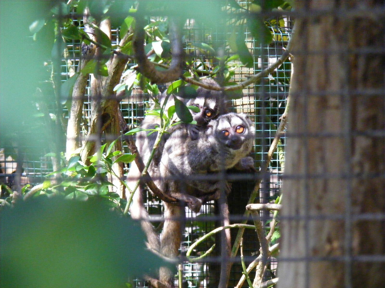 Douroucoulis at Marwell Wildlife, 27 June 2010