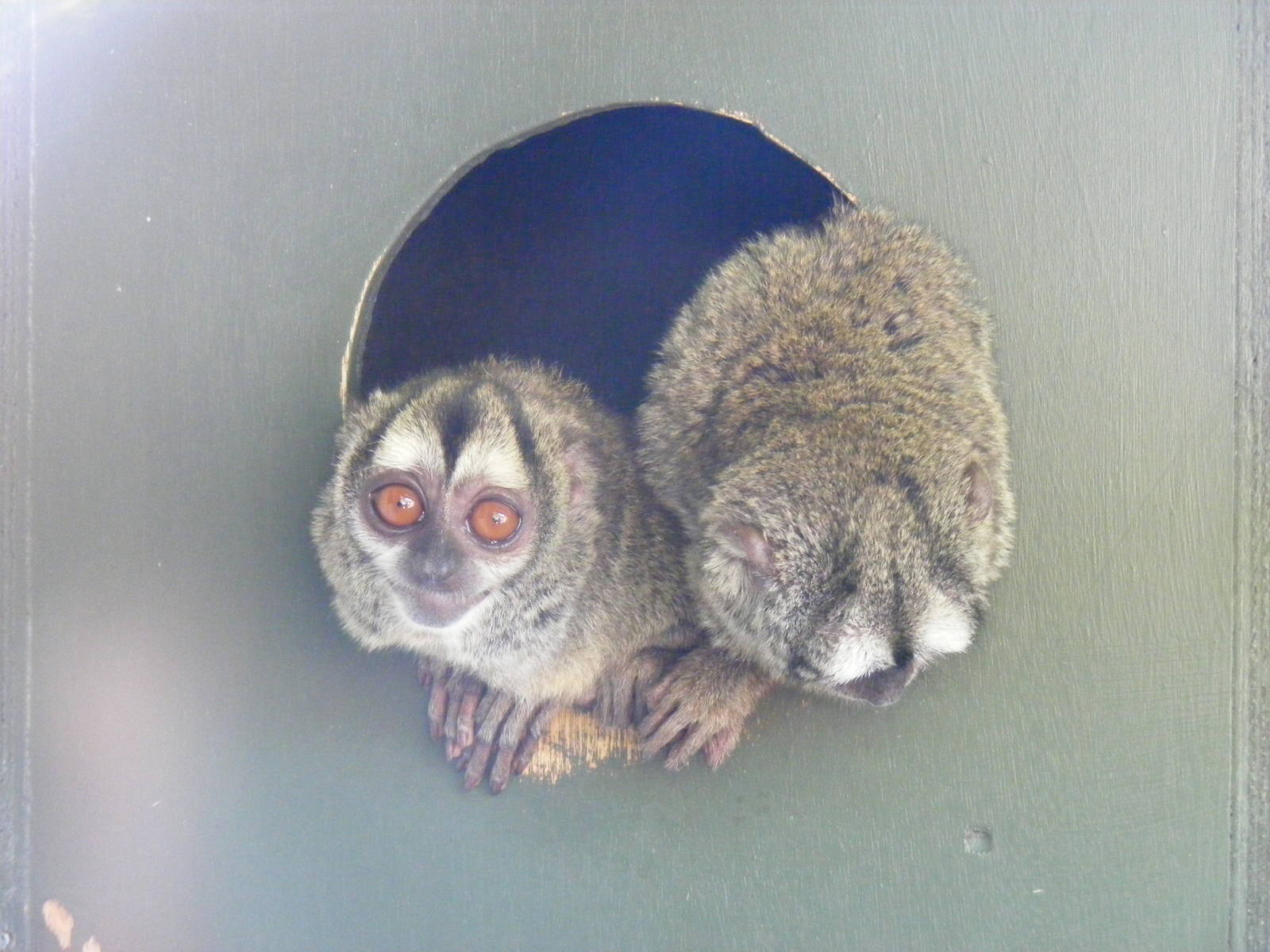 Douroucoulis at Marwell Wildlife, 30 May 2009
