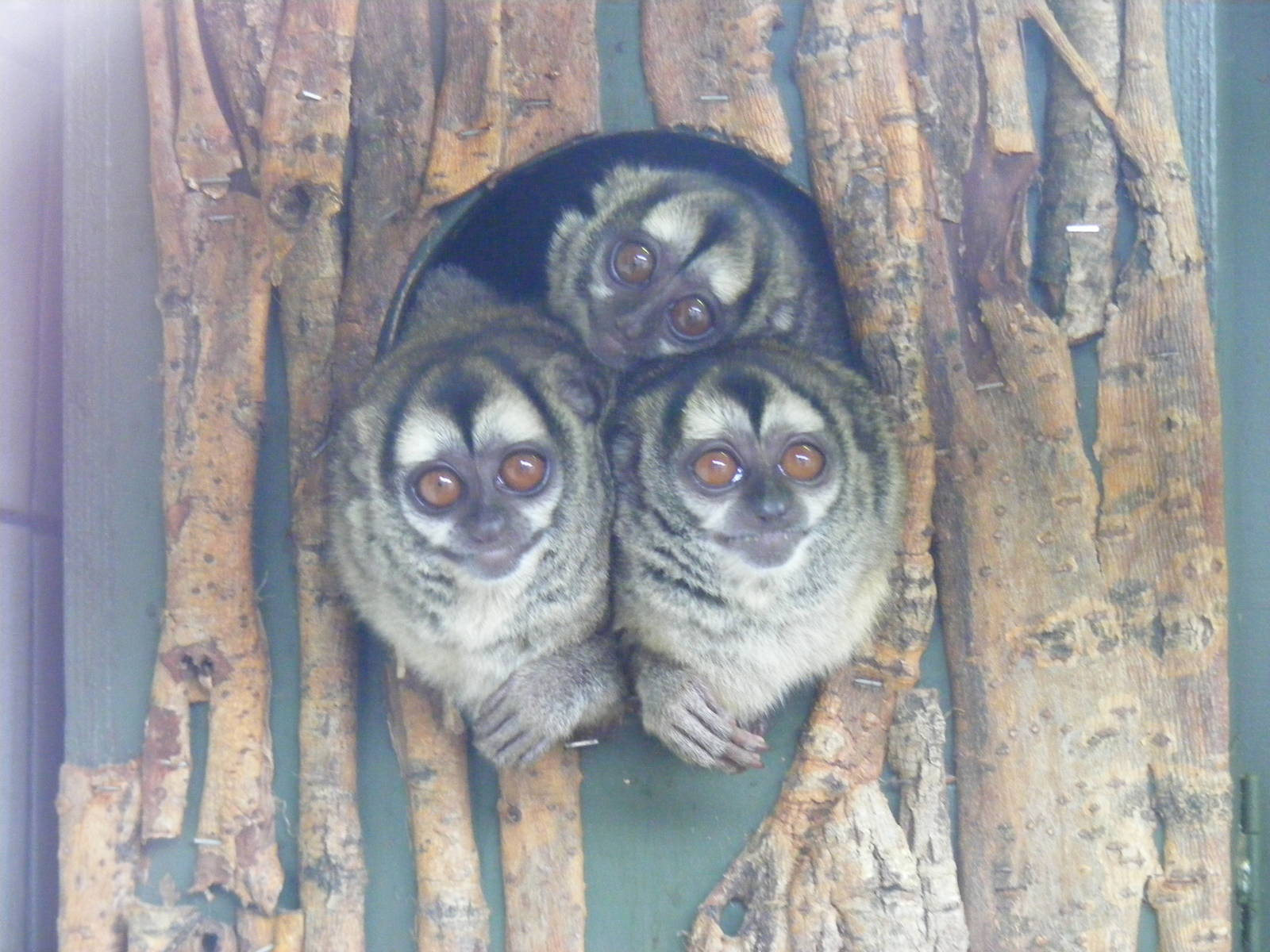 Douroucoulis at Marwell Wildlife, 9 October 2010