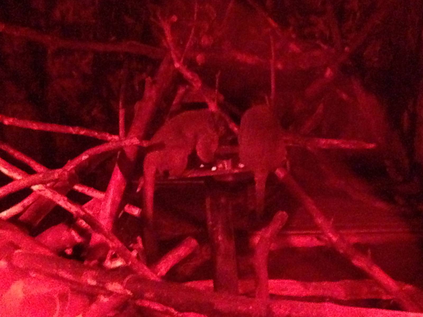 Douroucoulis at Tropical World - 02/10/2013