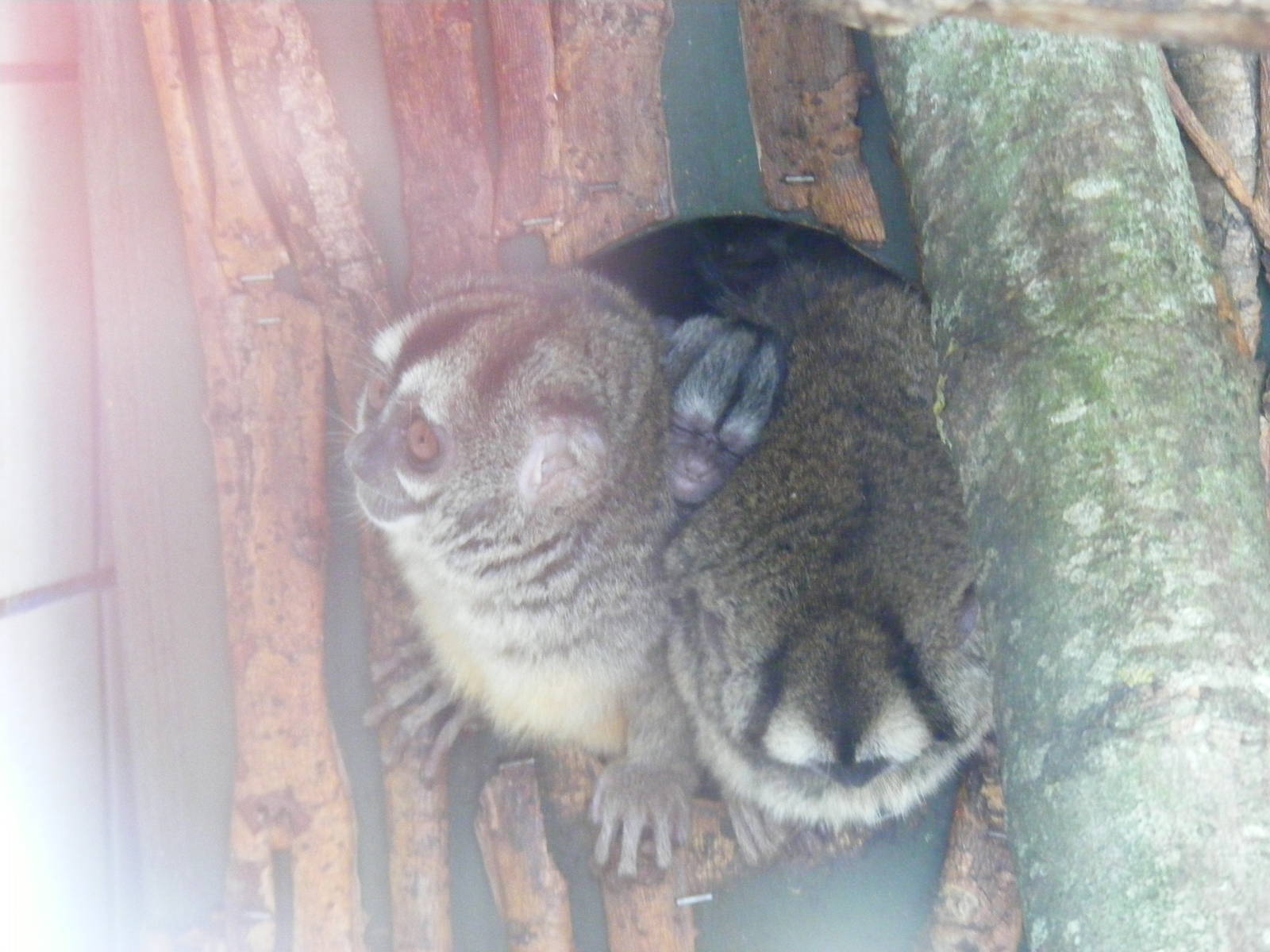 Douroucoulis with new baby in between at Marwell Wildlife, 23 January 2011