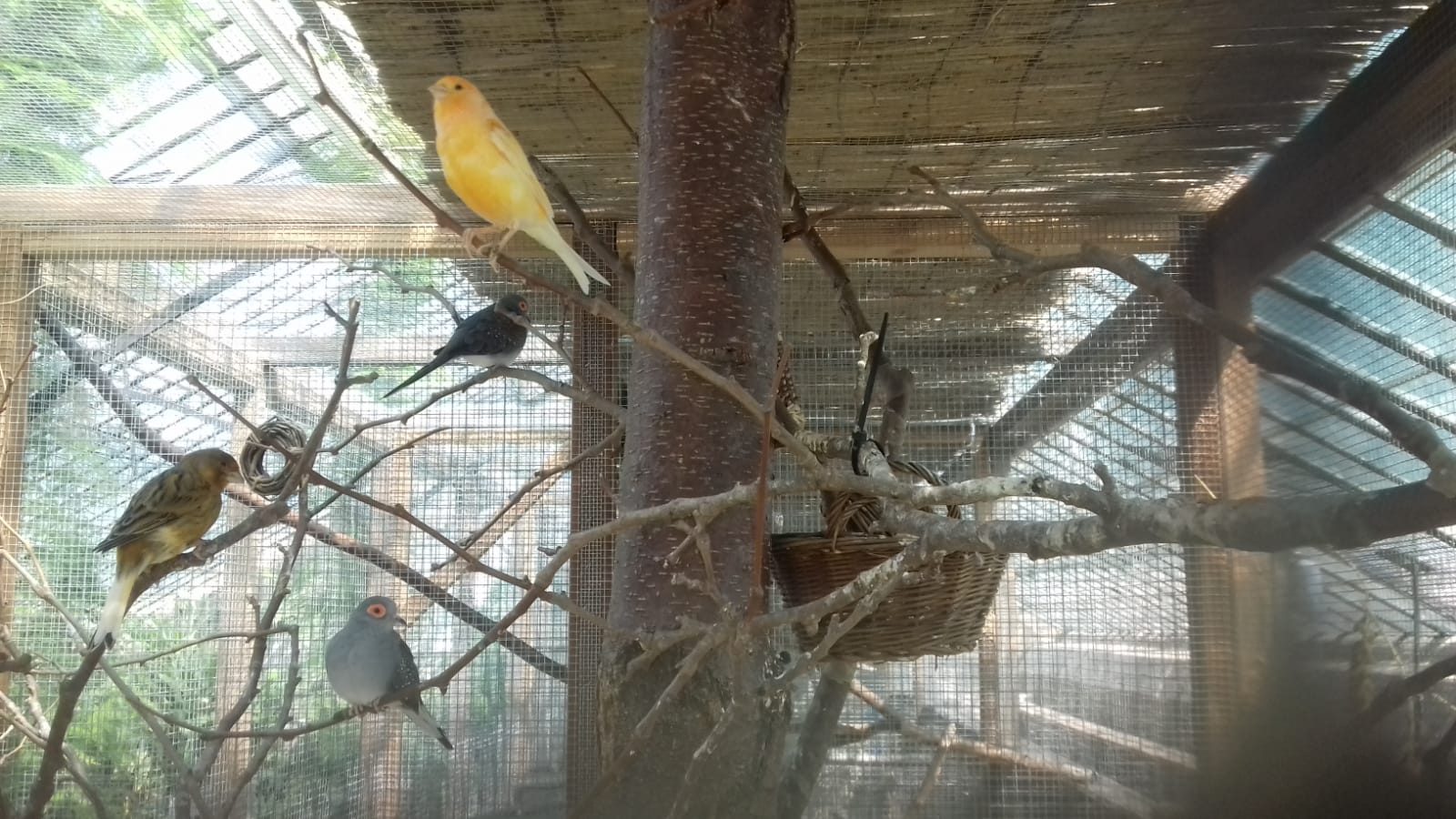 Dove and canary Bird Aviary