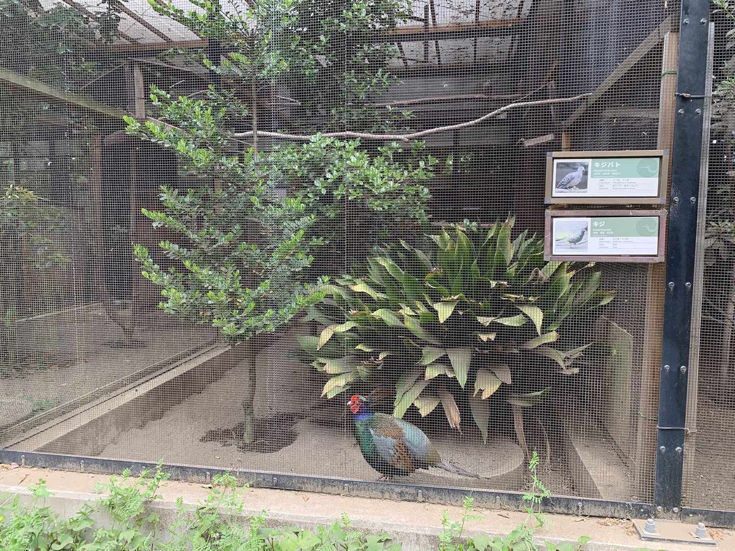 Dove and Pheasant Aviary