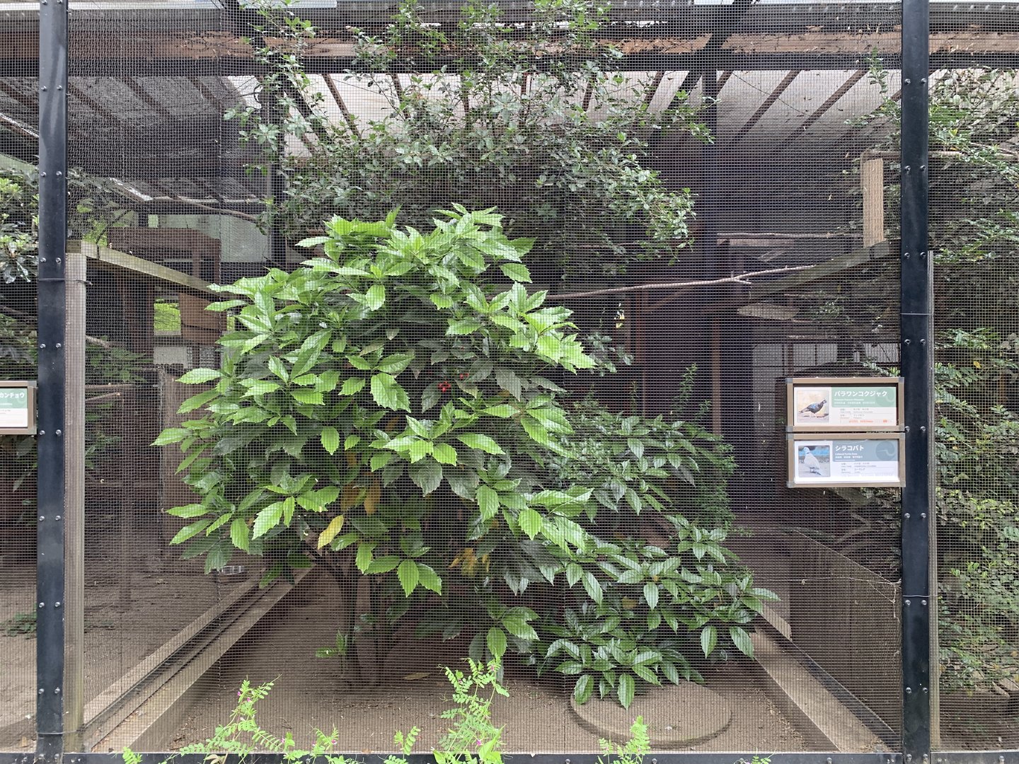 Dove and Pheasant Aviary