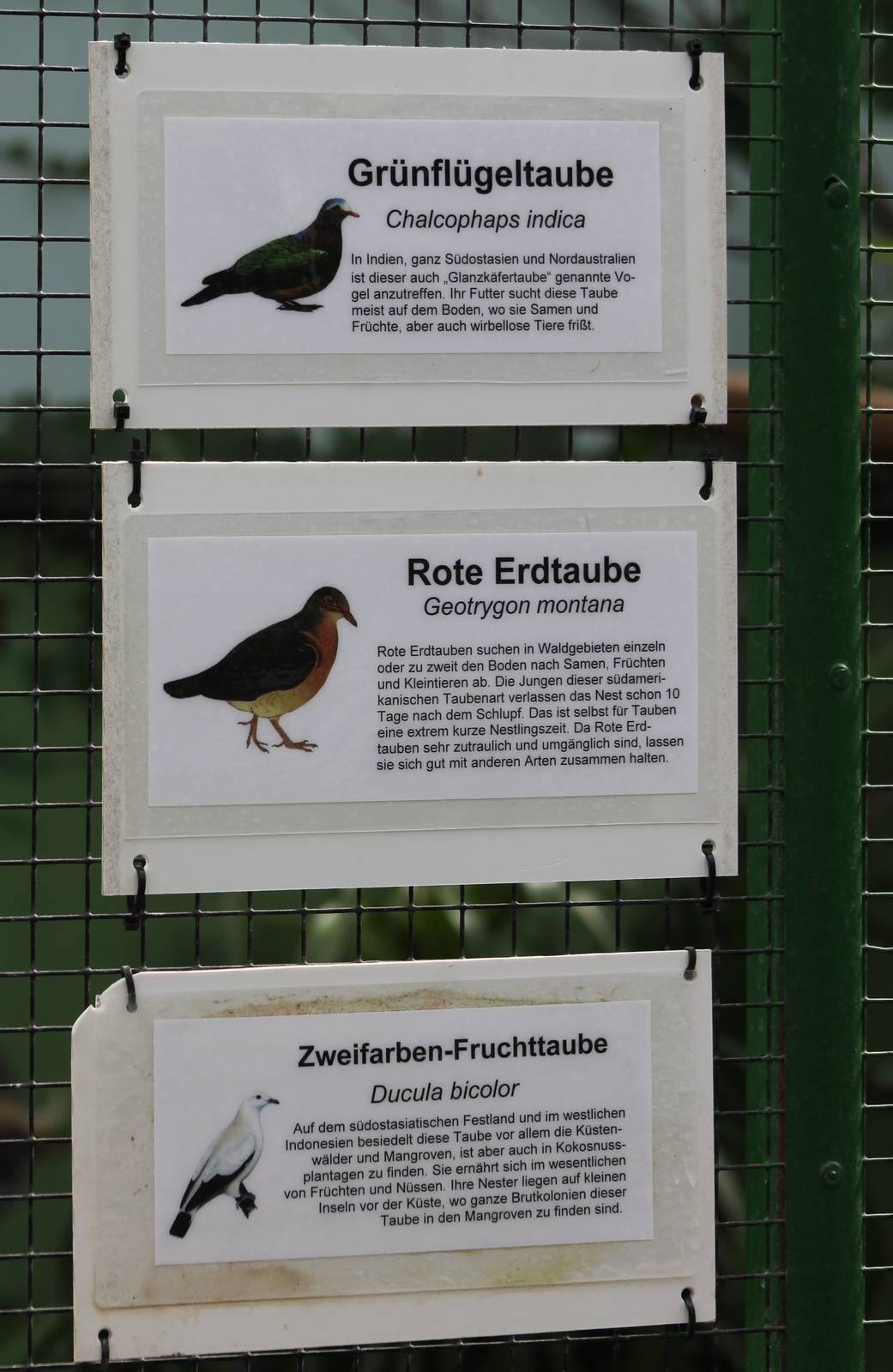 Dove and pigeon signs