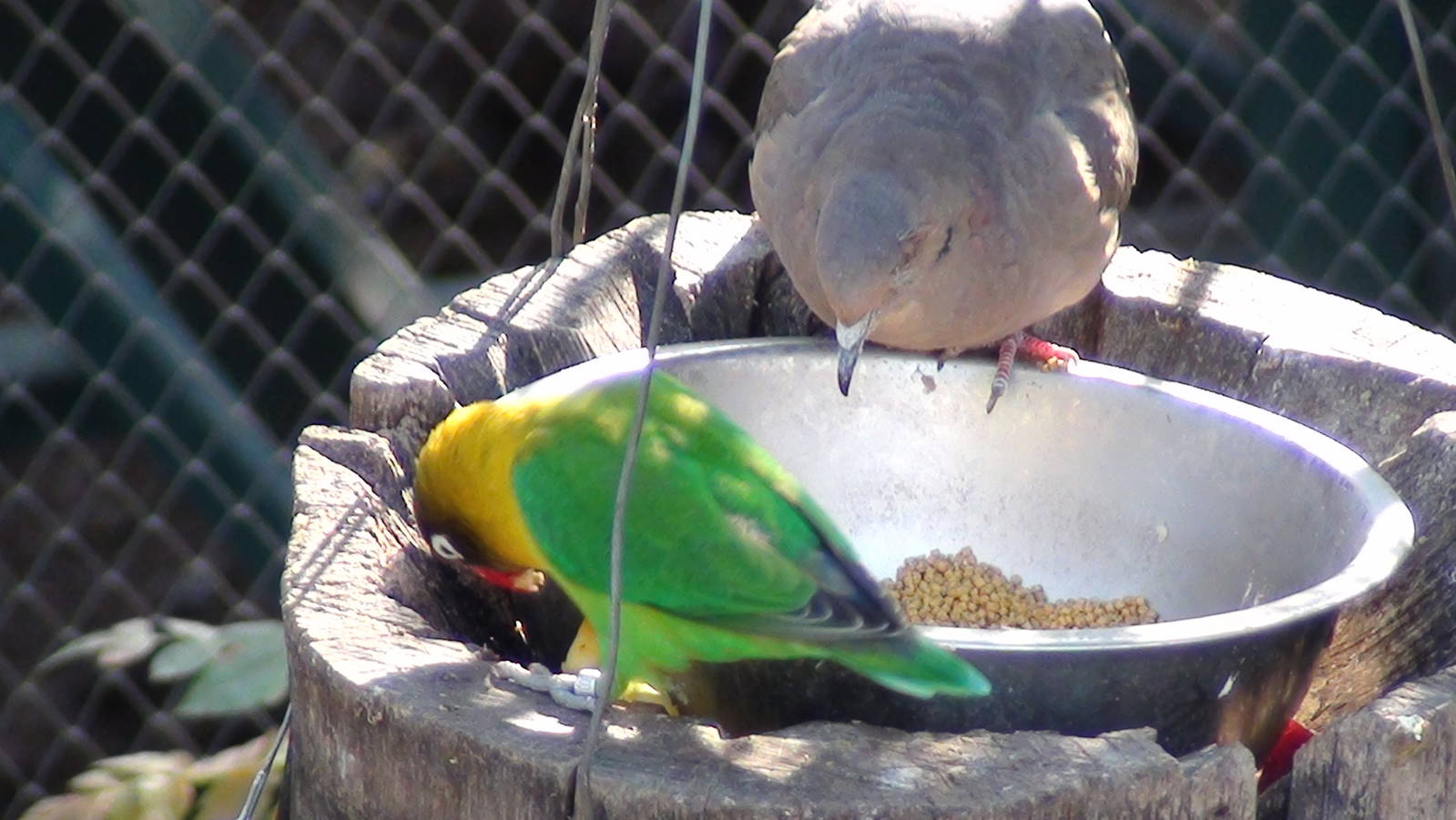 Dove and -Small parrot