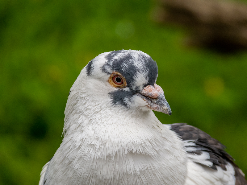 Dove / Columba livia f. domestica