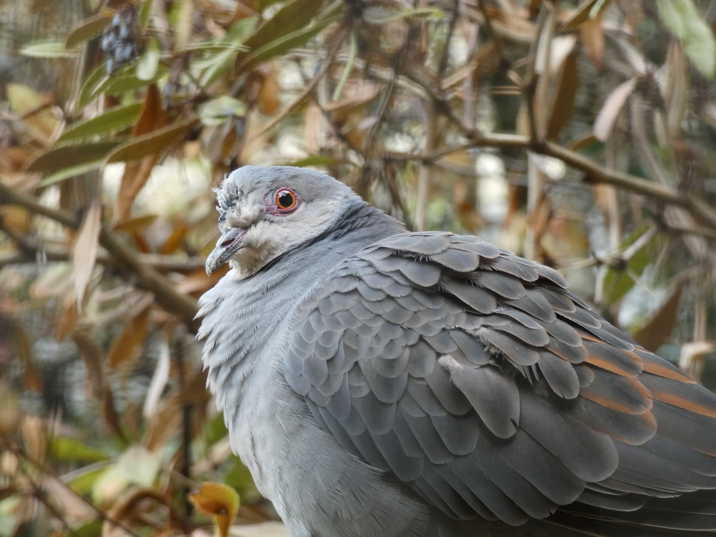 Dove ID - Plzen Zoo